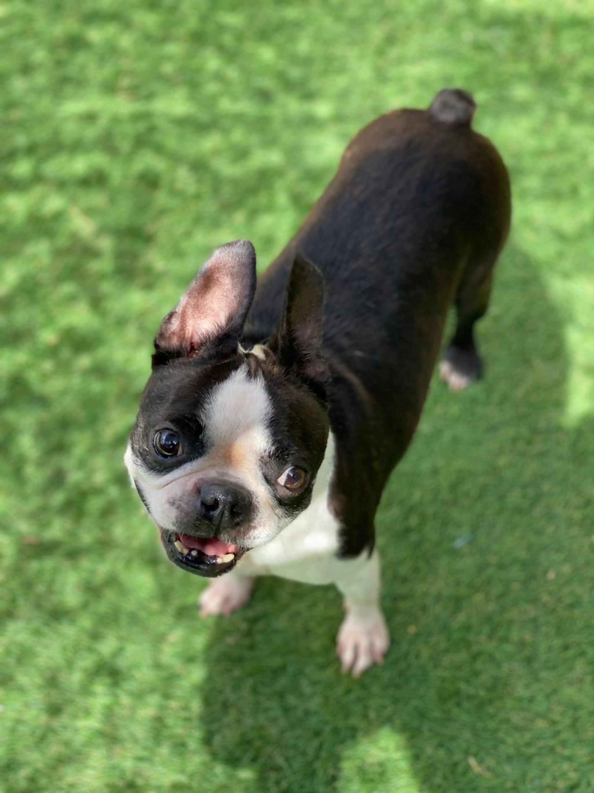 pet-image-8