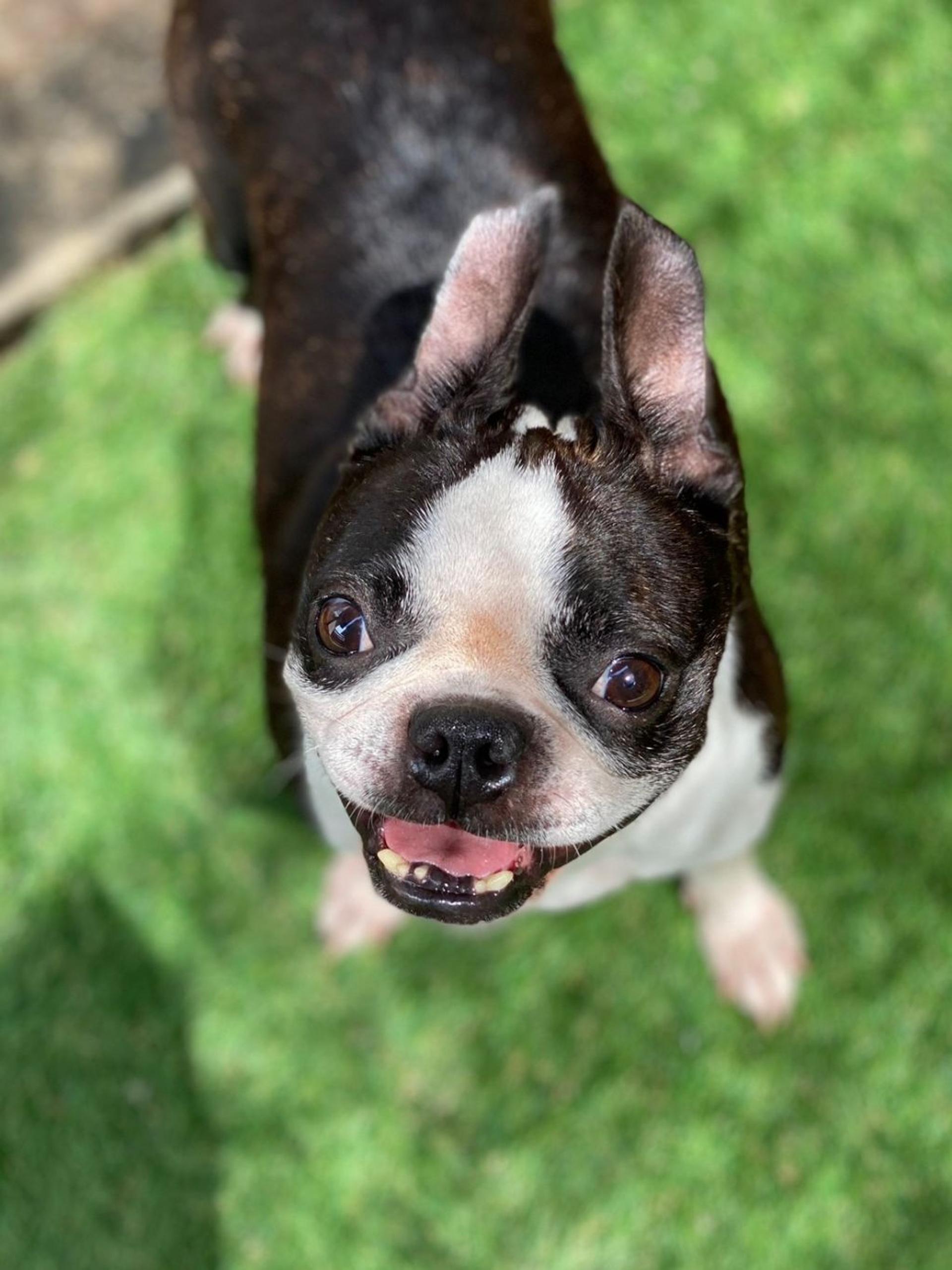 pet-image-9