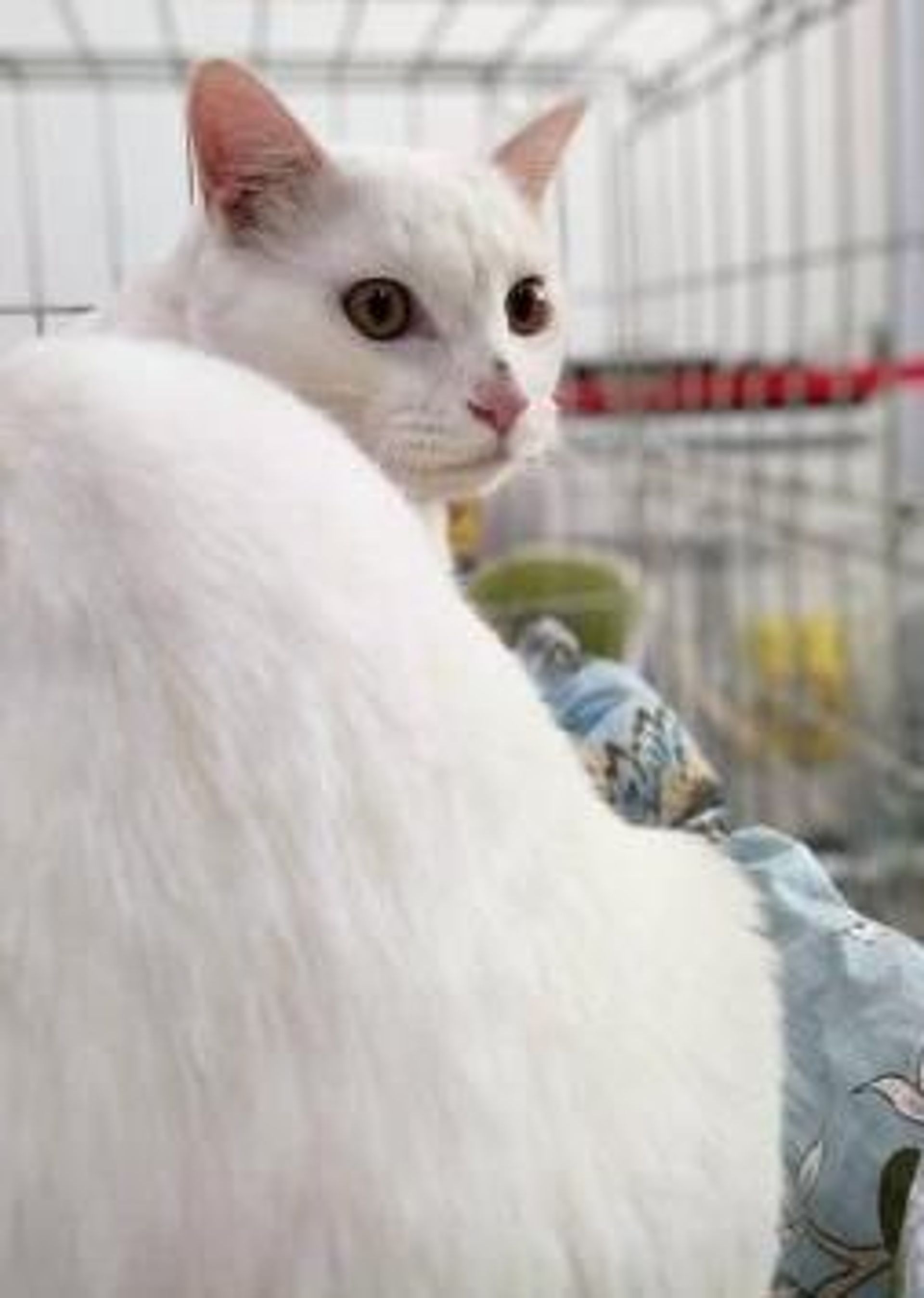 雑種（ミックス猫）・オスの里親募集の写真