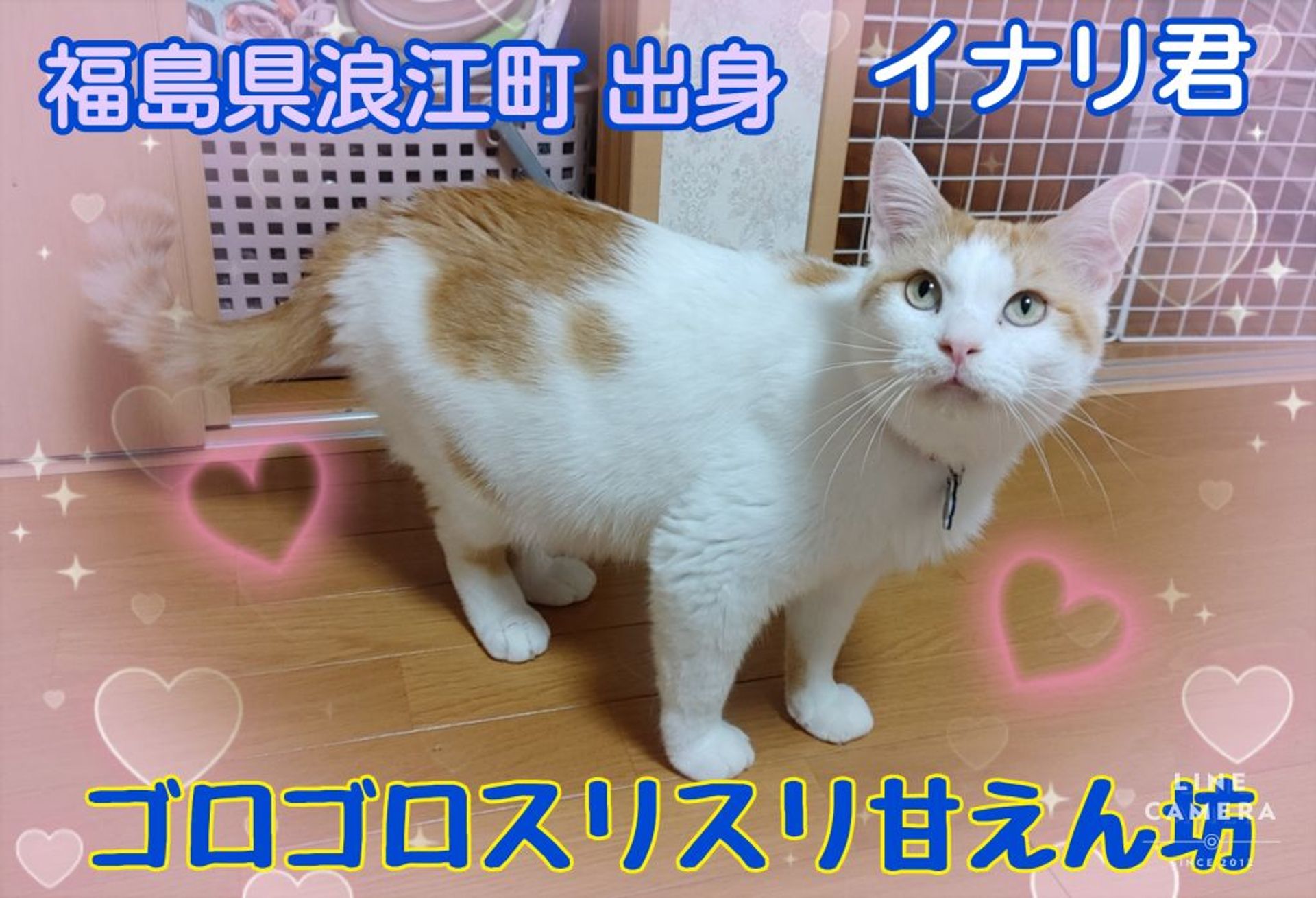 雑種（ミックス猫）・オスの里親募集の写真