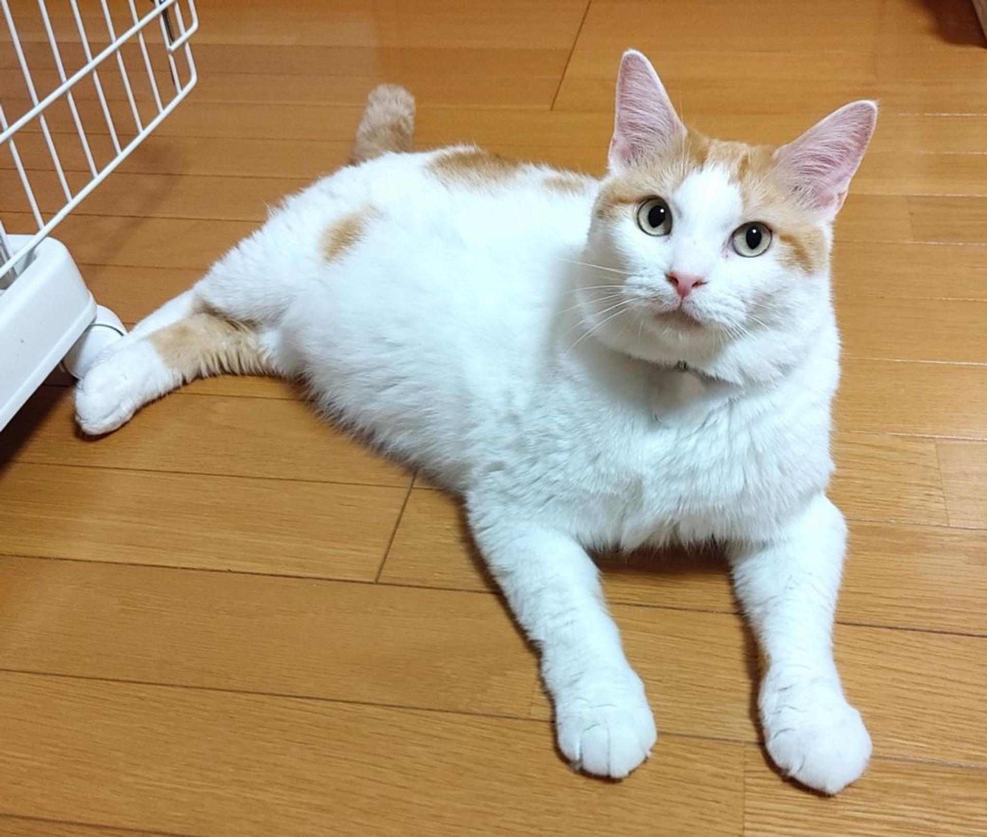 pet-image-2