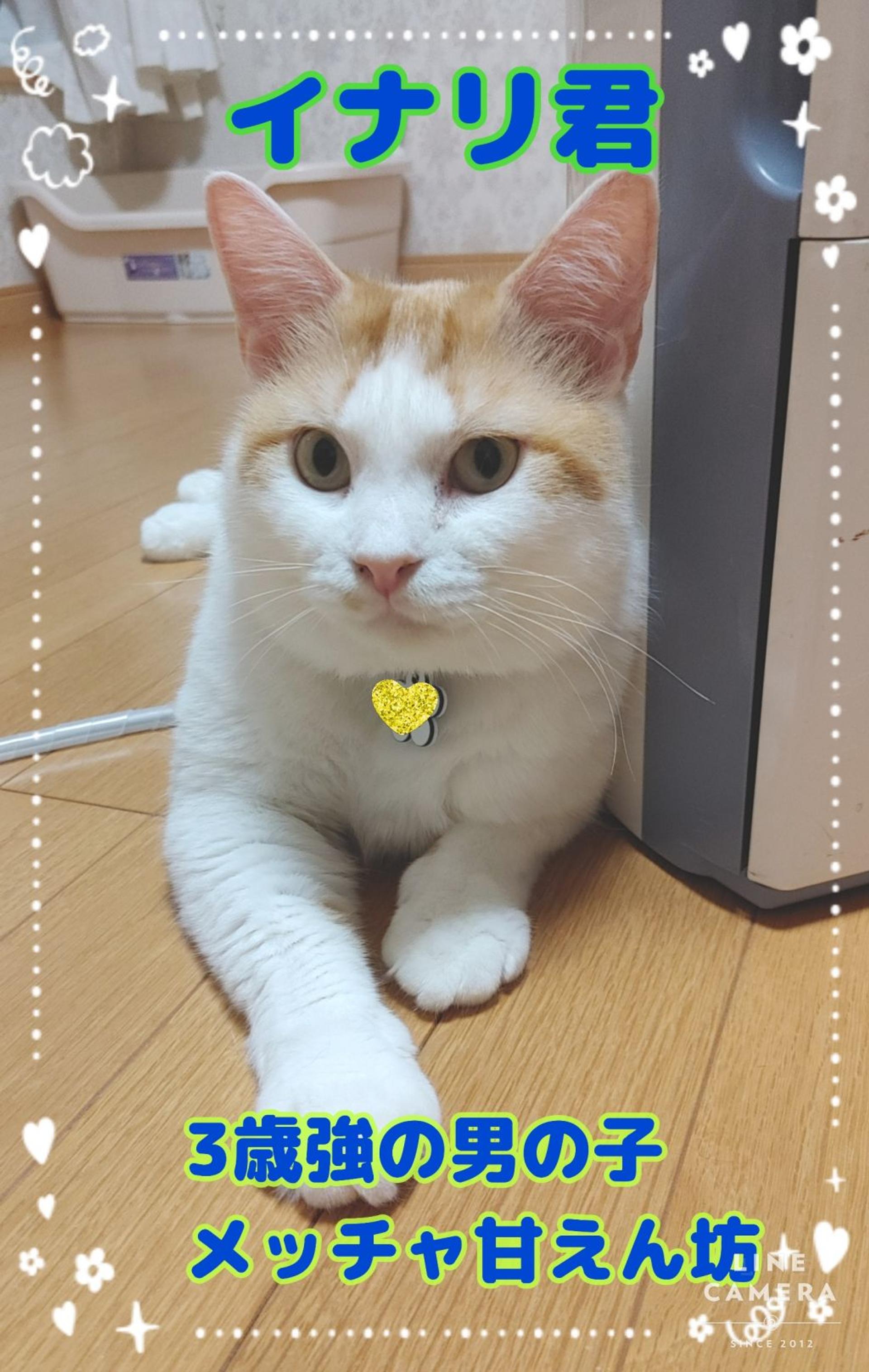 pet-image-4