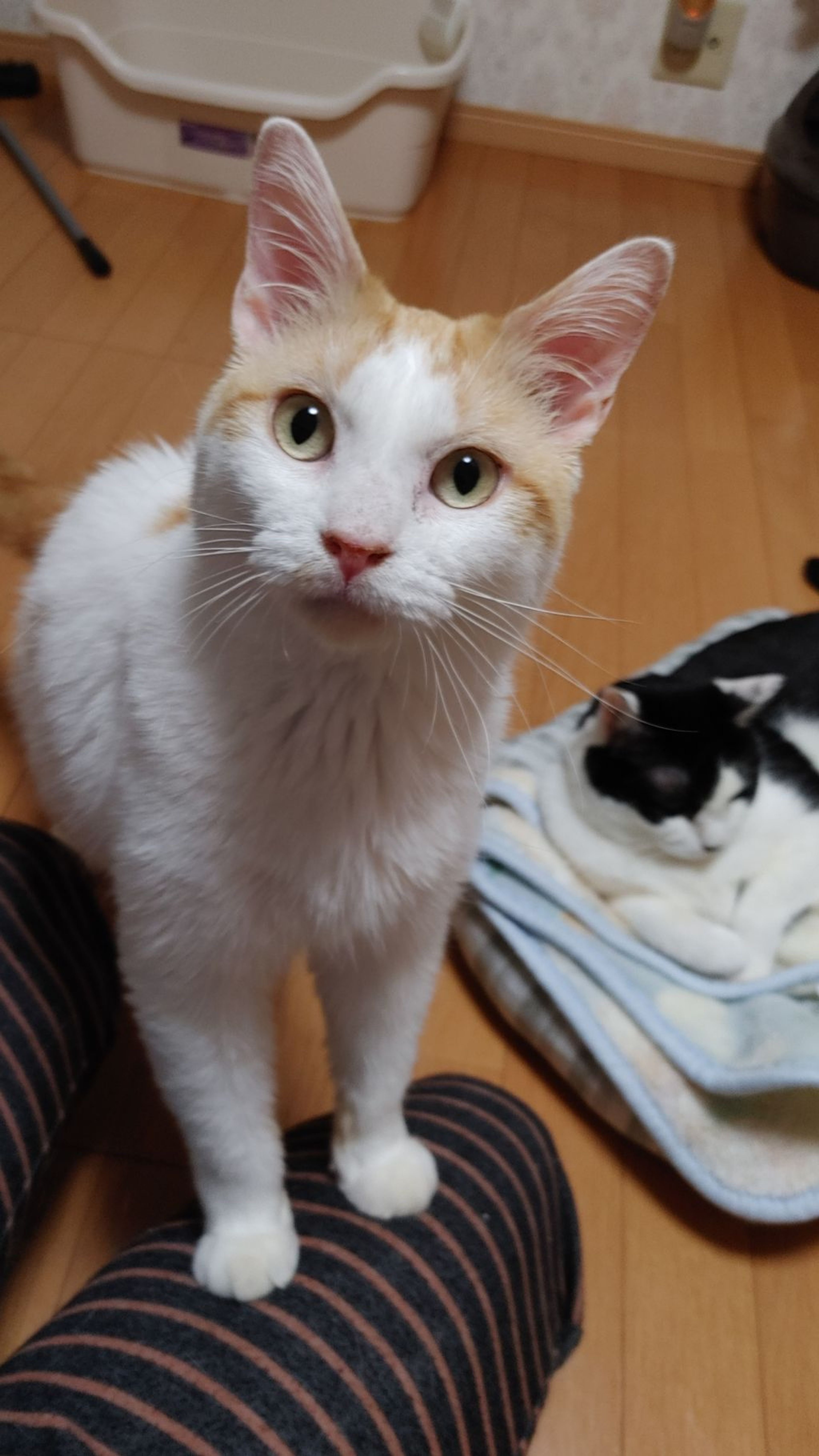 pet-image-5