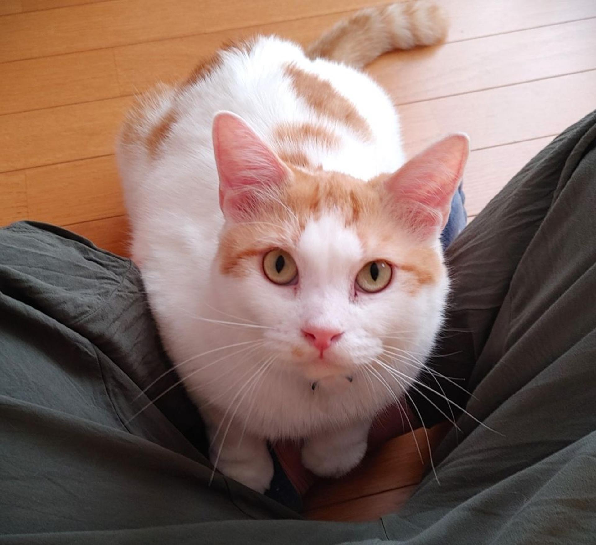 pet-image-7