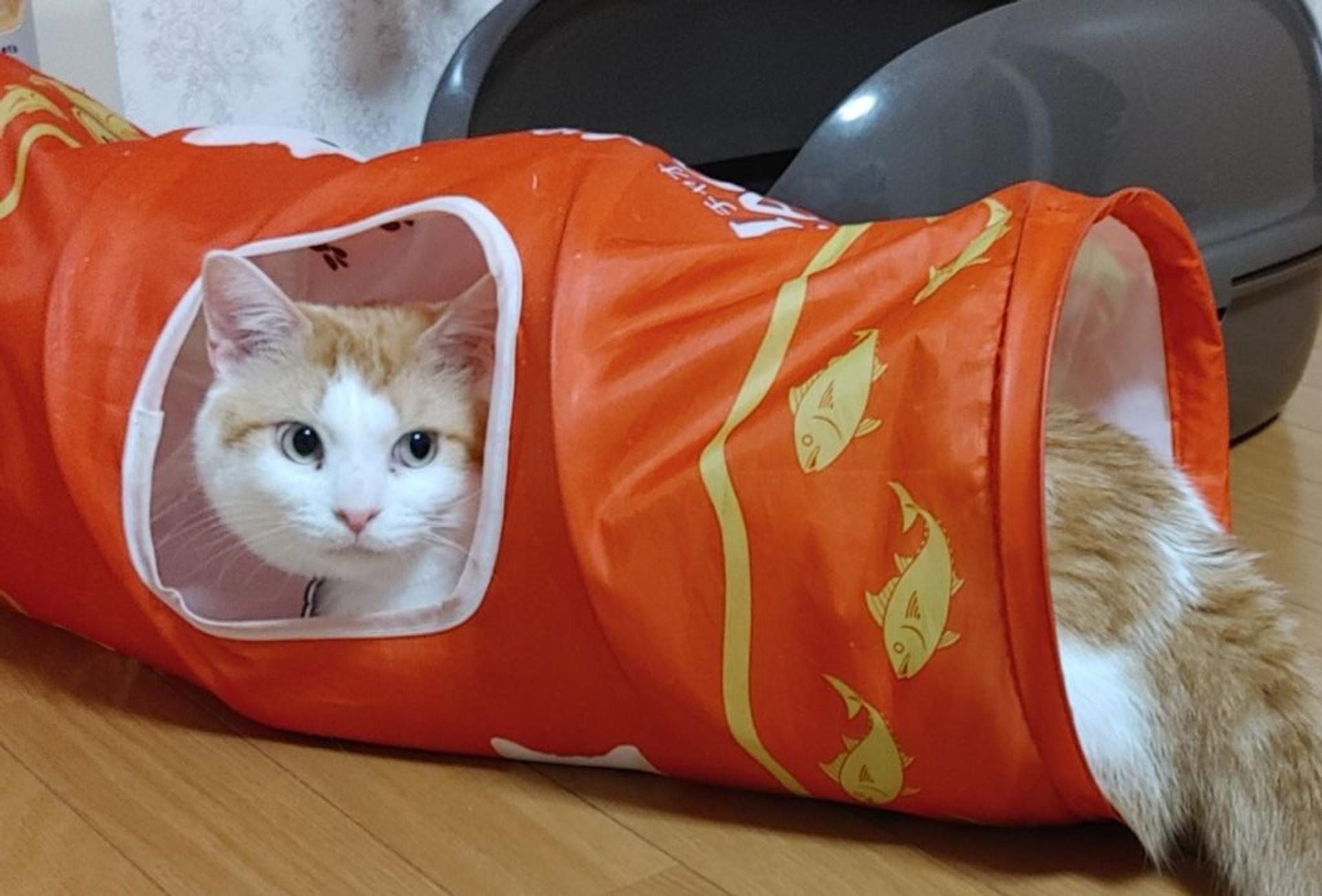 pet-image-8