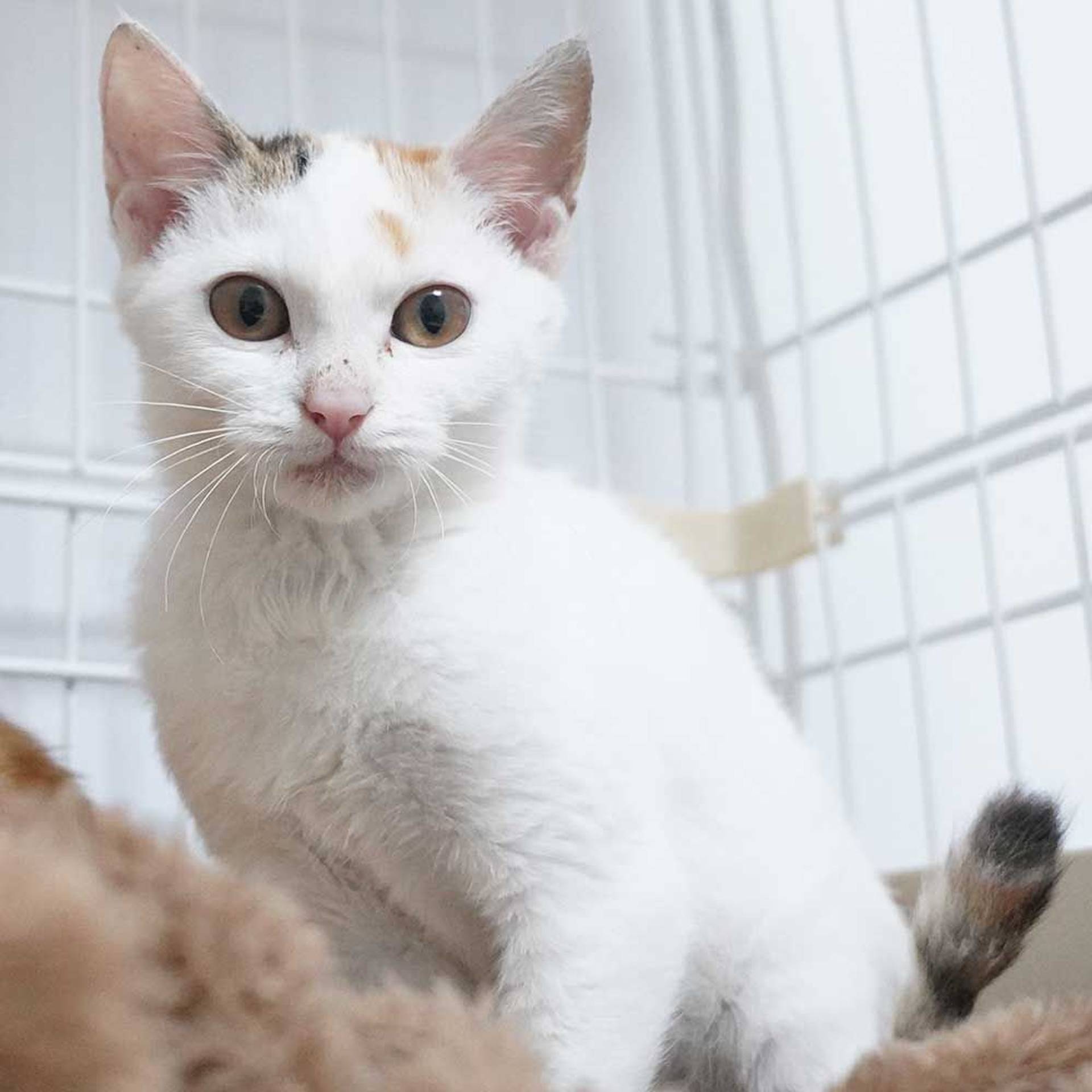 雑種（ミックス猫）・メスの里親募集の写真