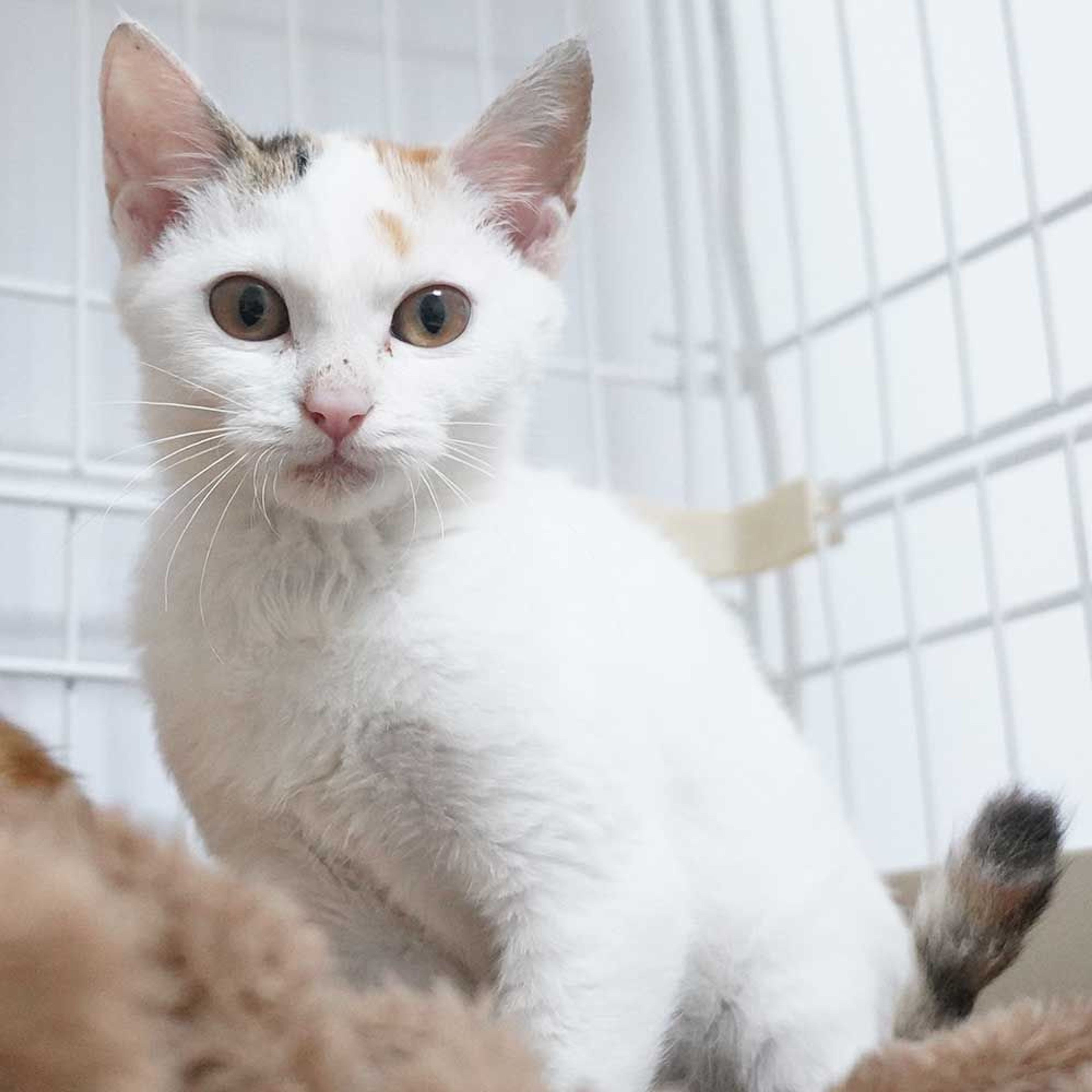 雑種（ミックス猫）・メスの里親募集の写真