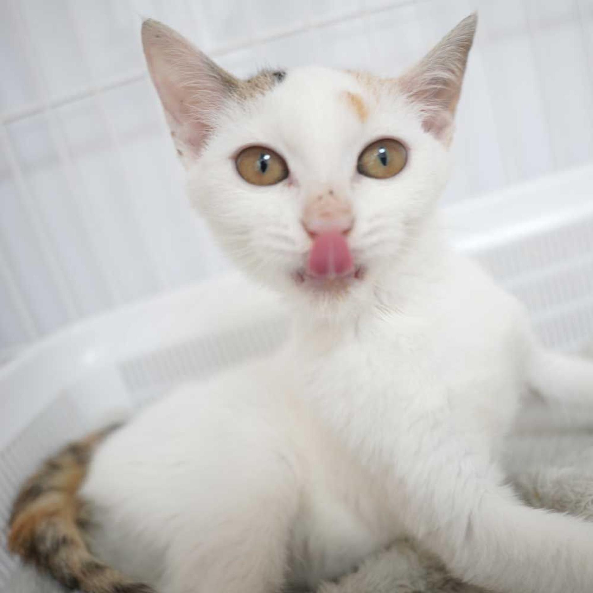 pet-image-3