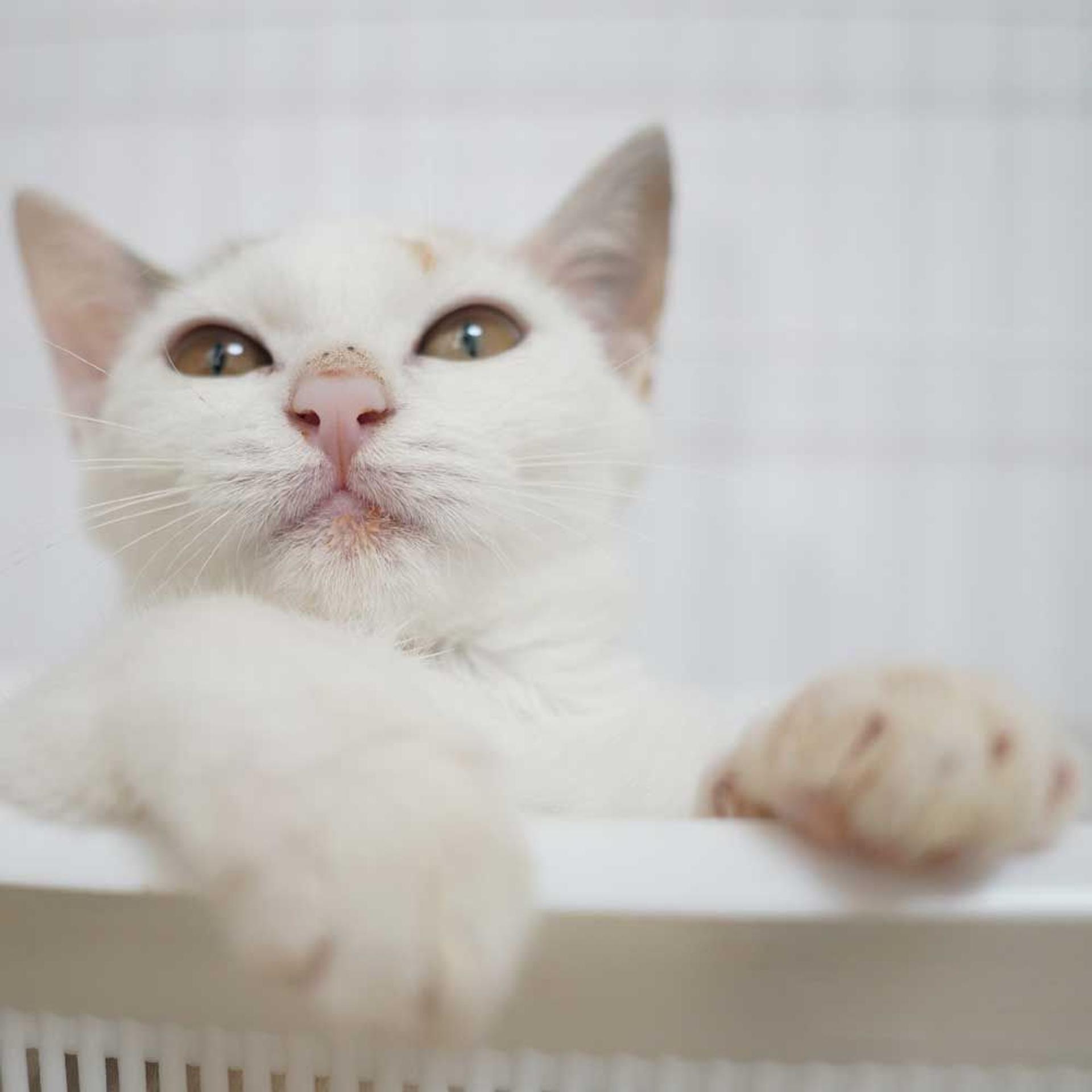 pet-image-4
