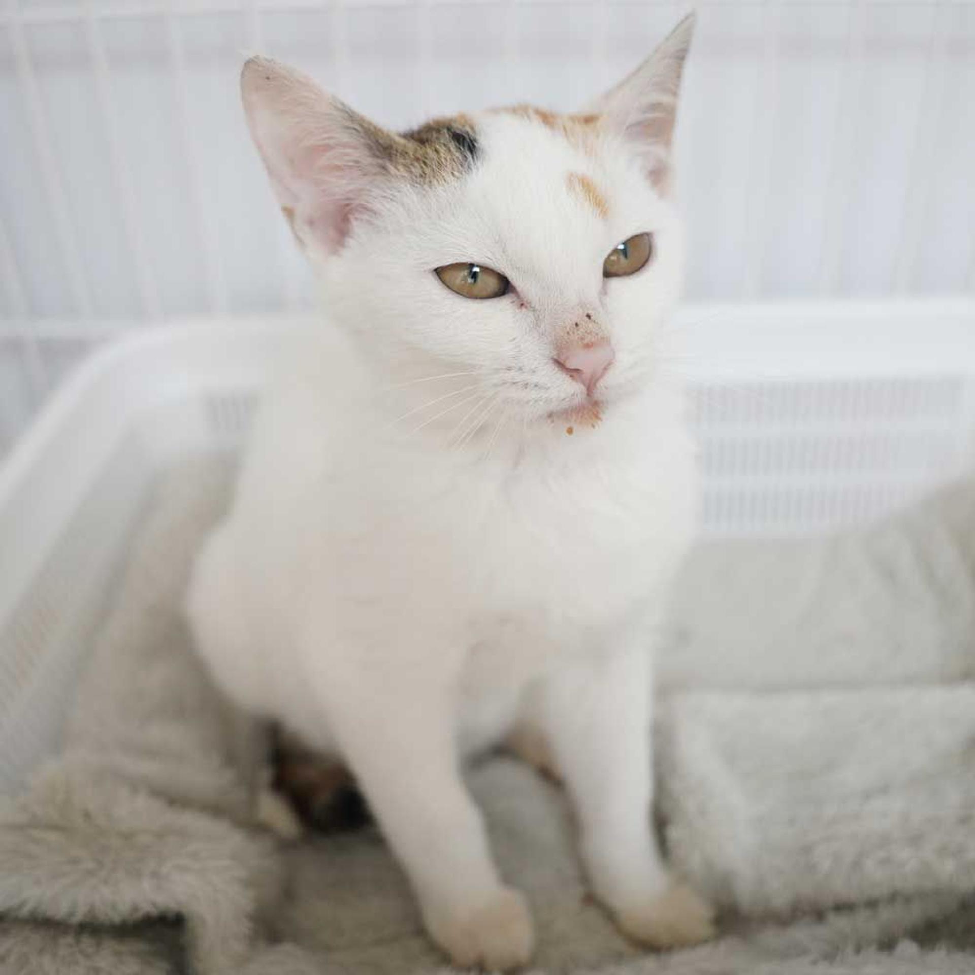 pet-image-7