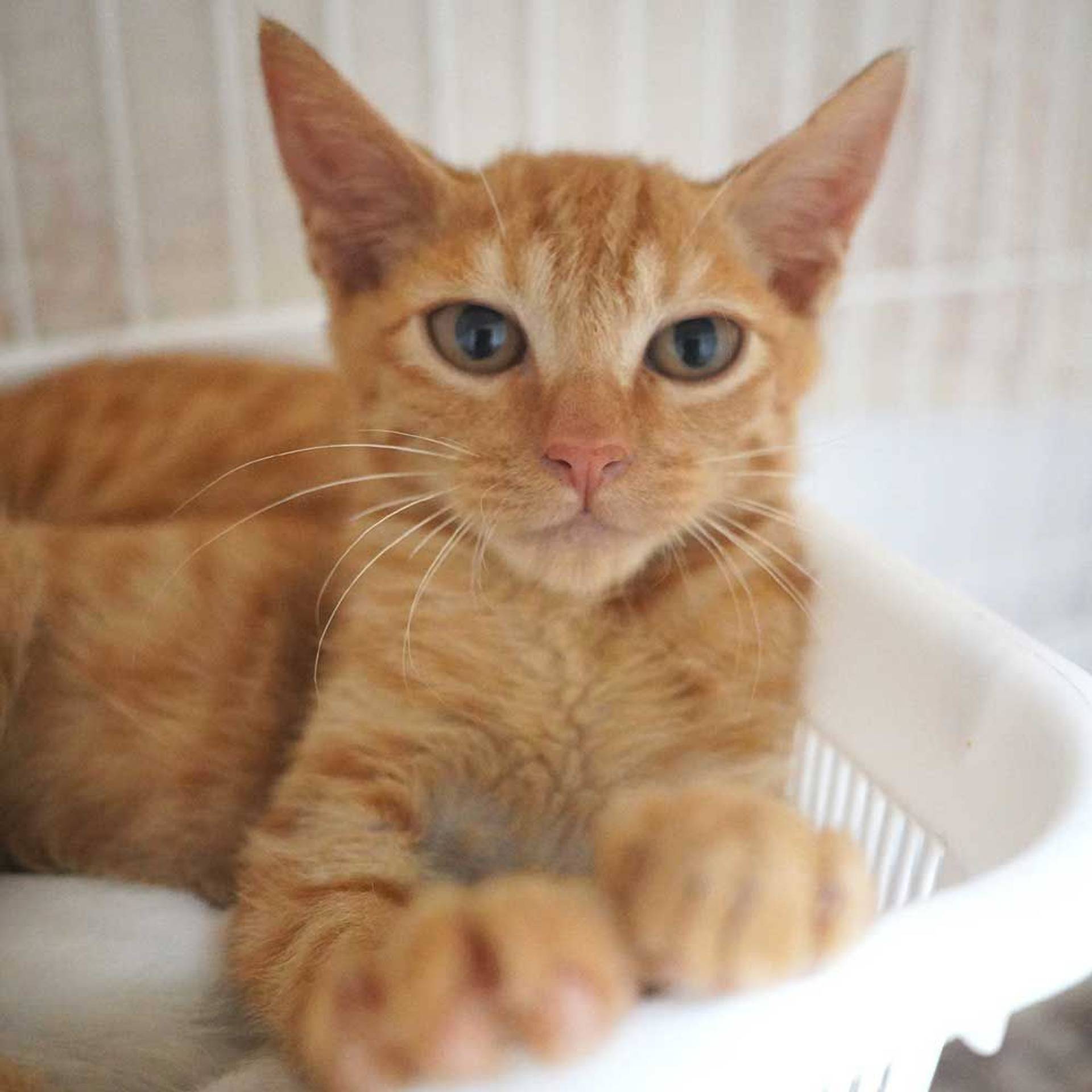 雑種（ミックス猫）・オスの里親募集の写真