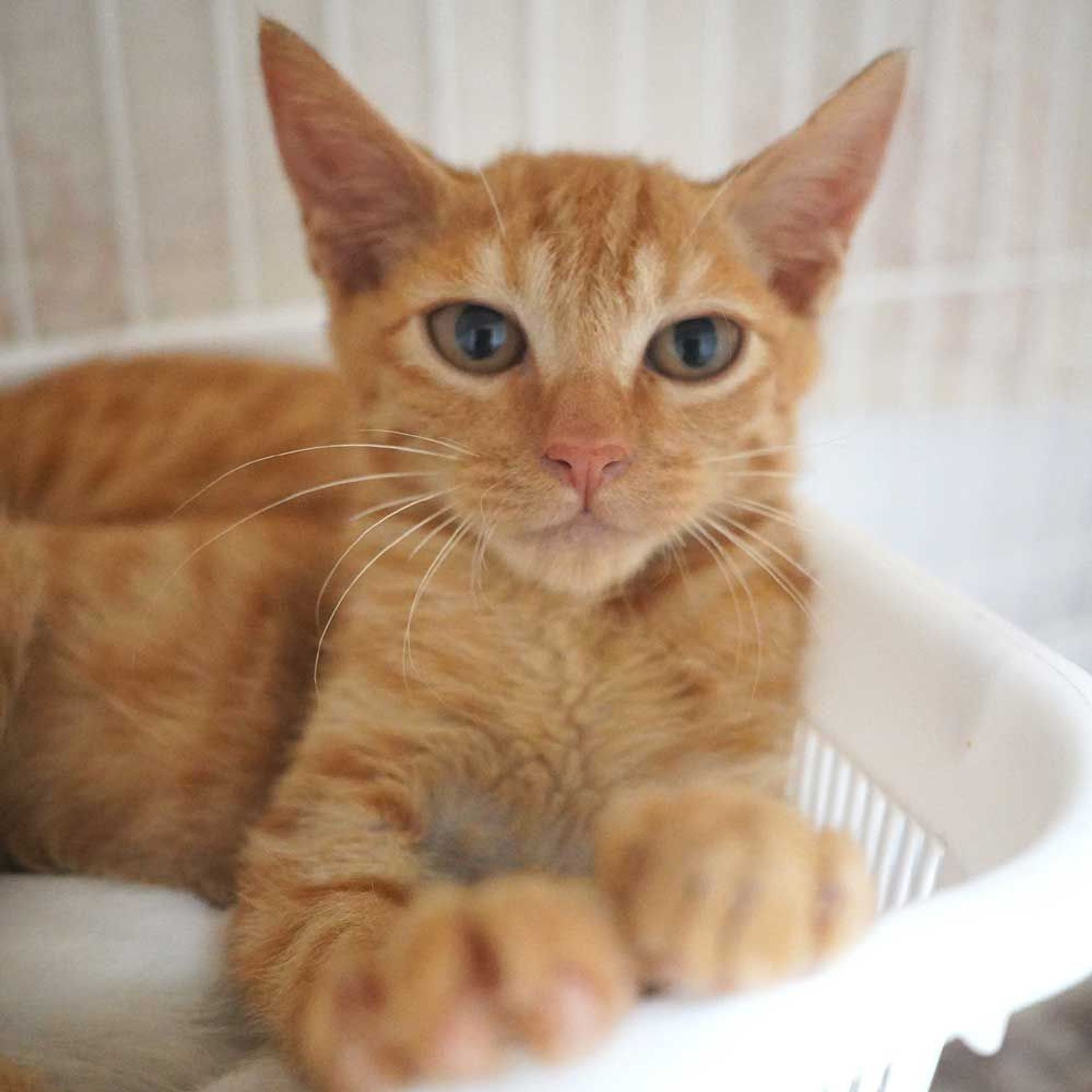 雑種（ミックス猫）・オスの里親募集の写真