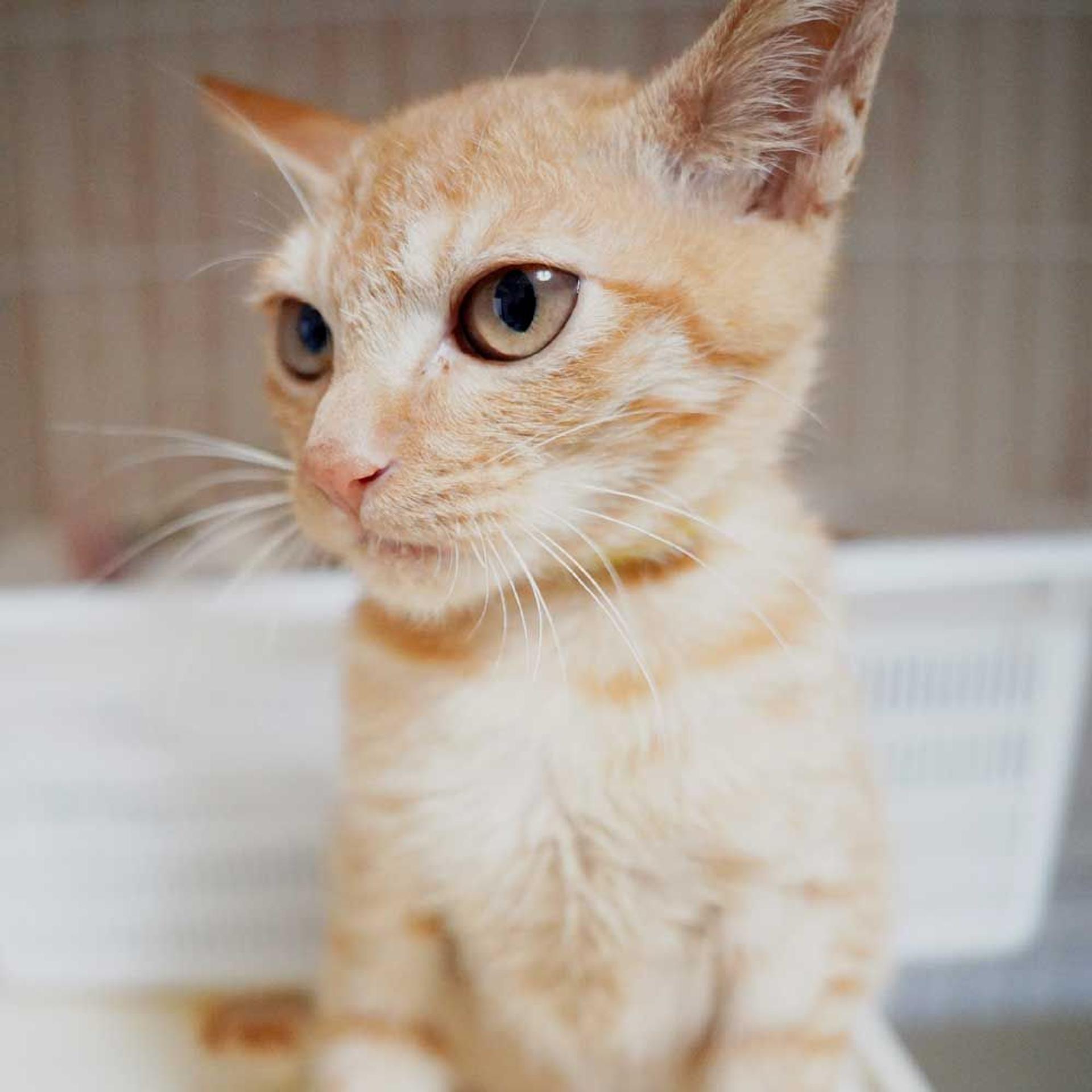pet-image-6