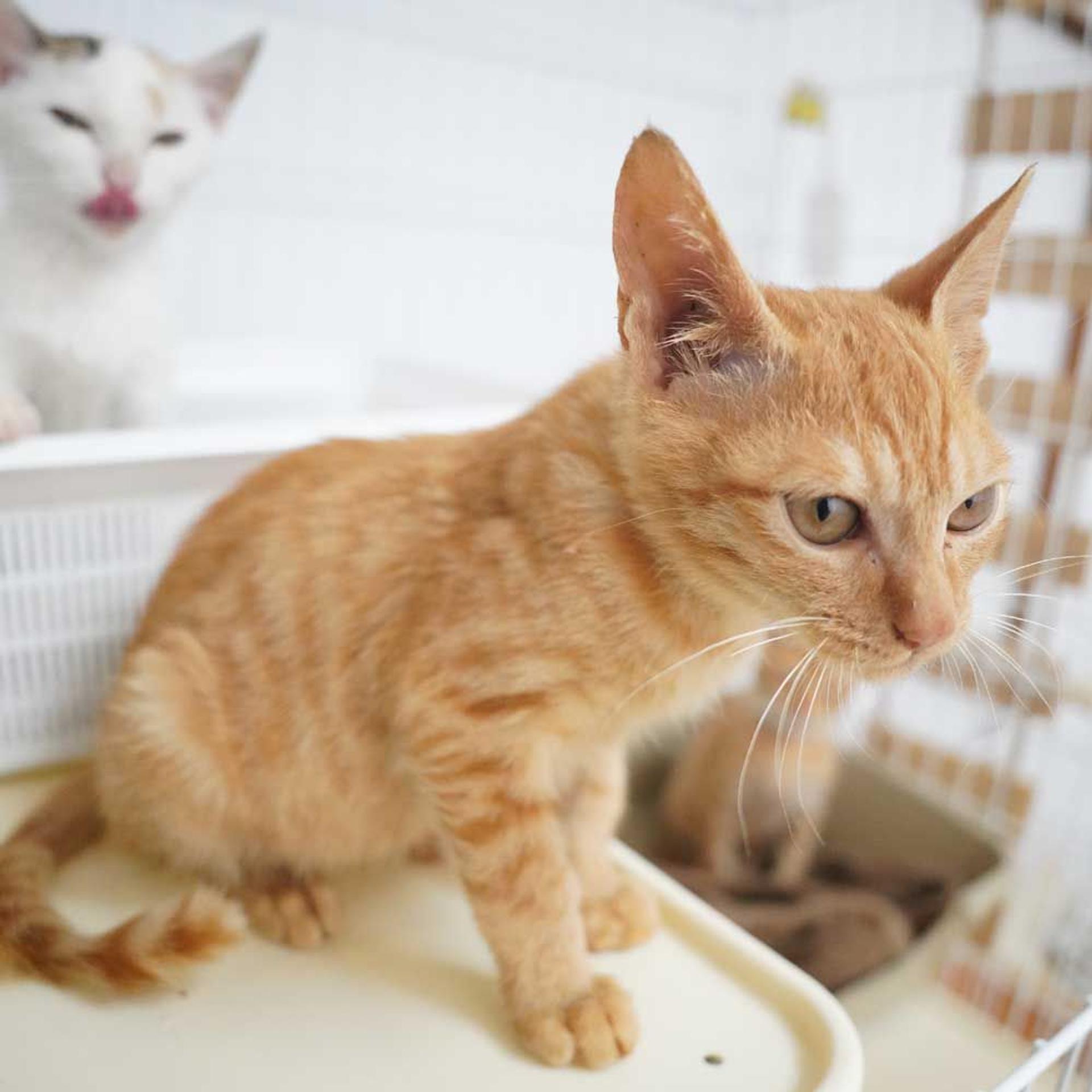 pet-image-7