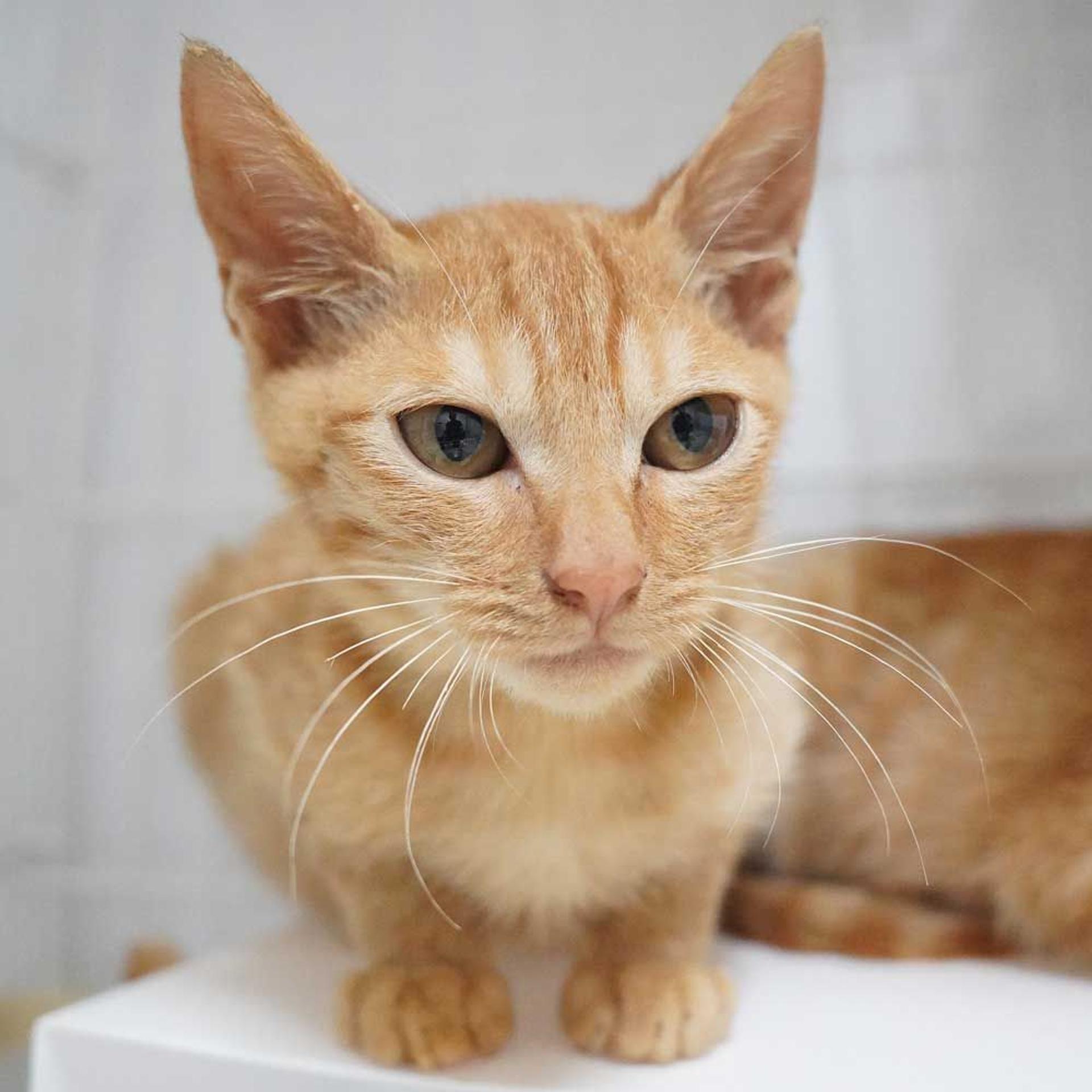 pet-image-8