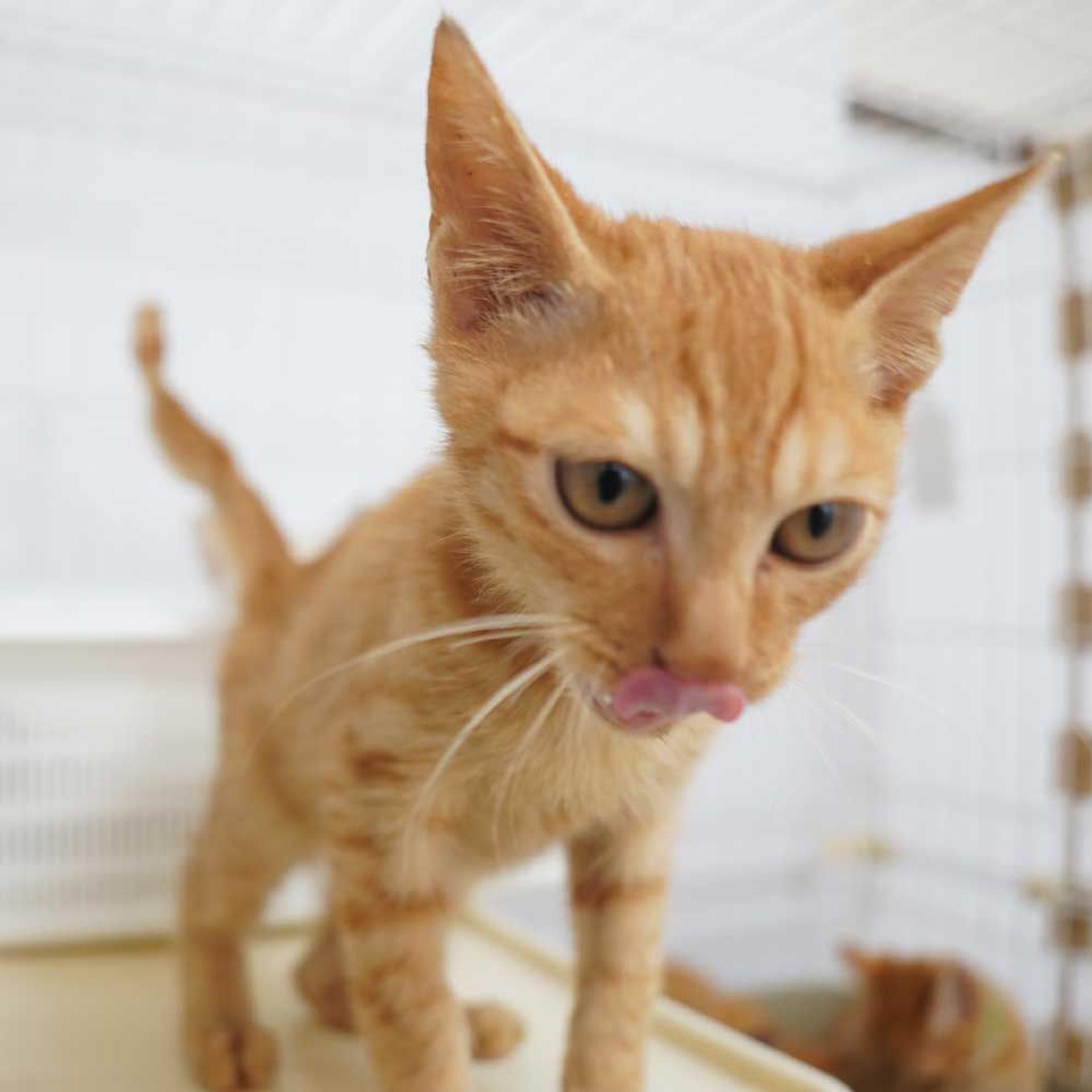 pet-image-10