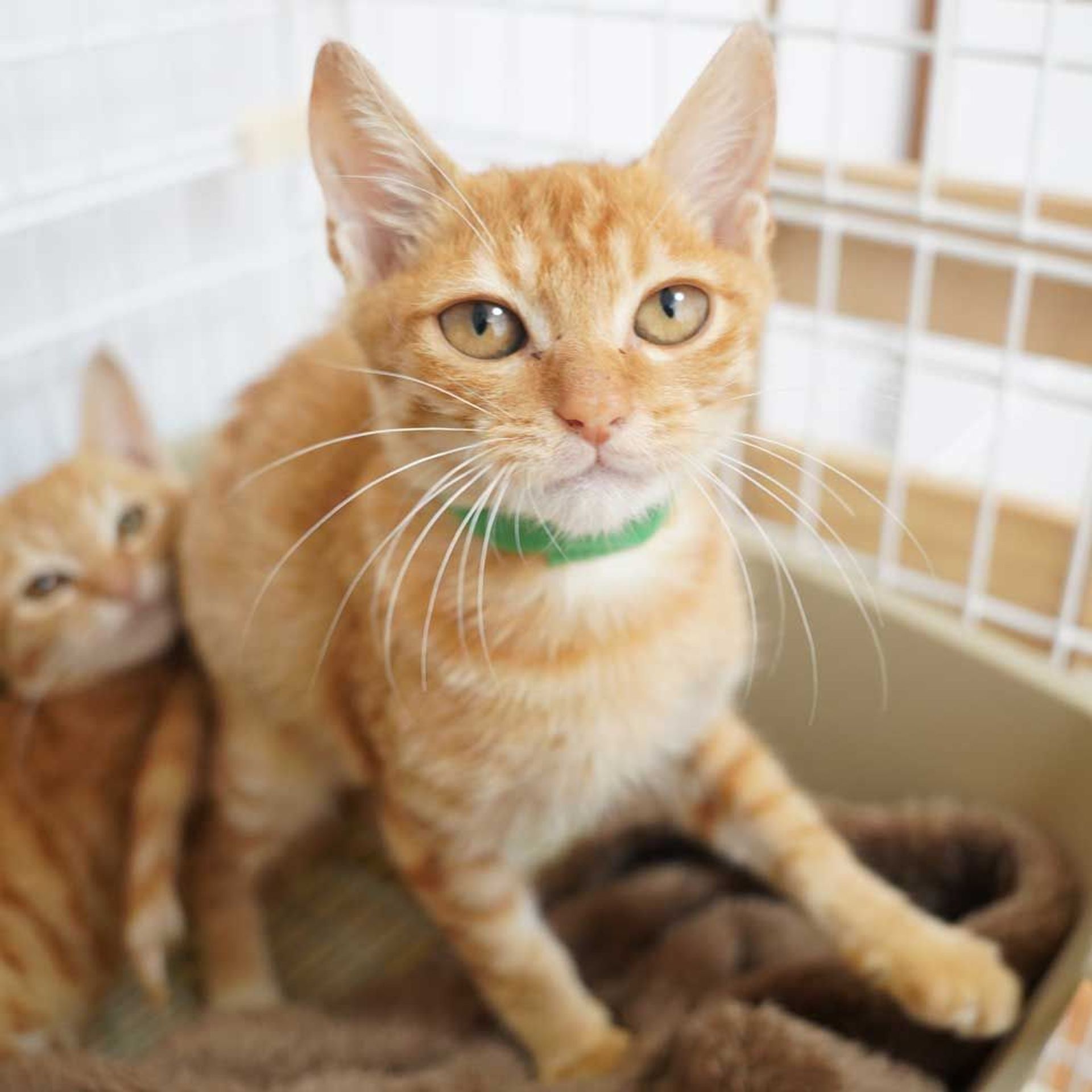 雑種（ミックス猫）・オスの里親募集の写真