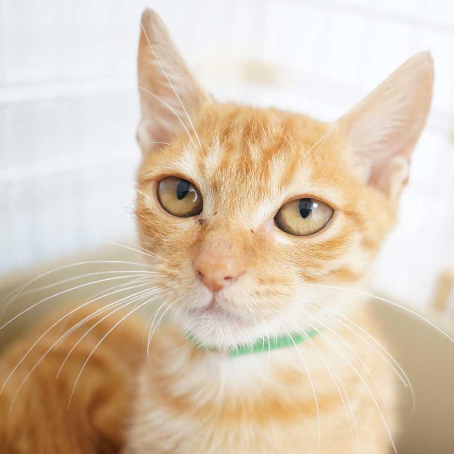 pet-image-9