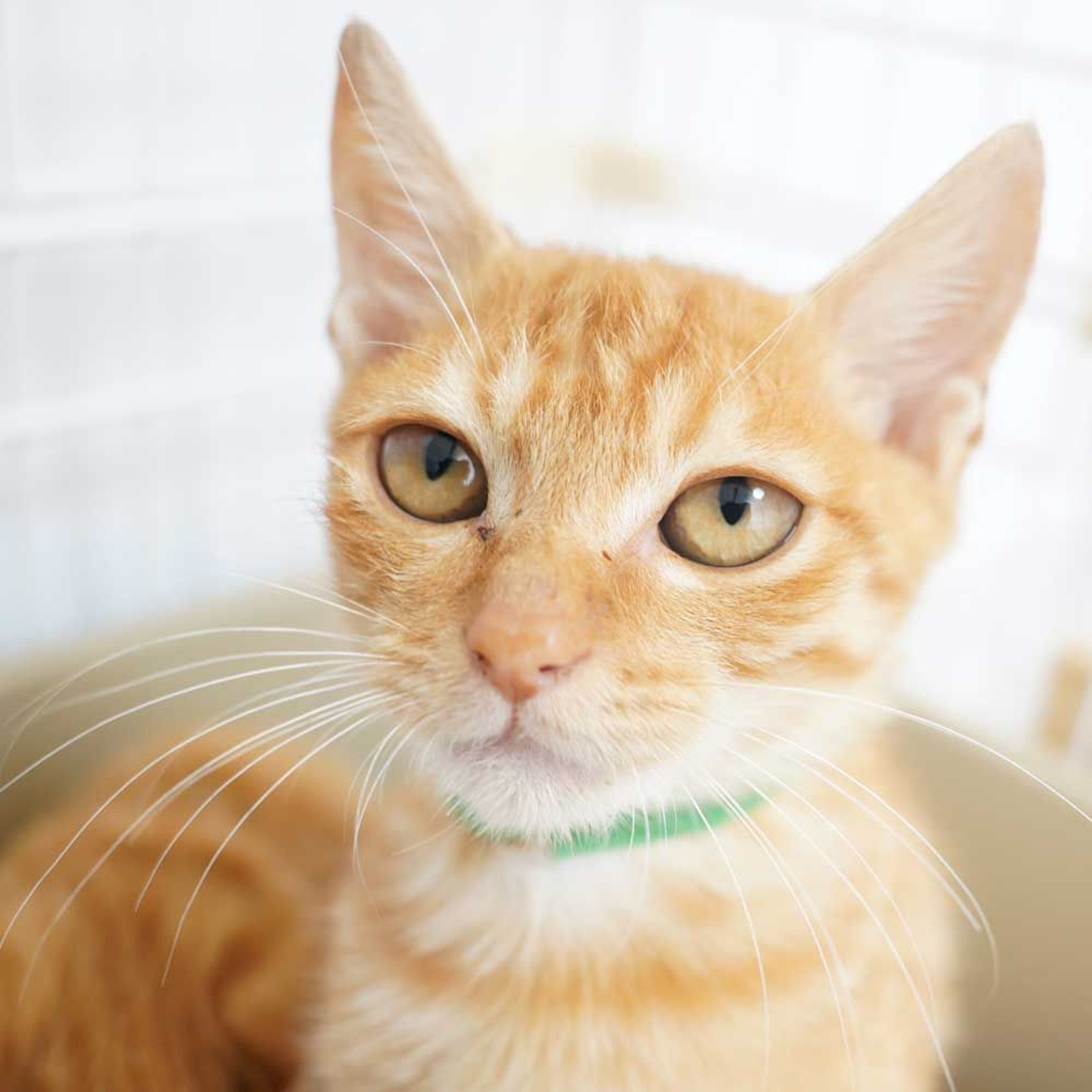 pet-image-9