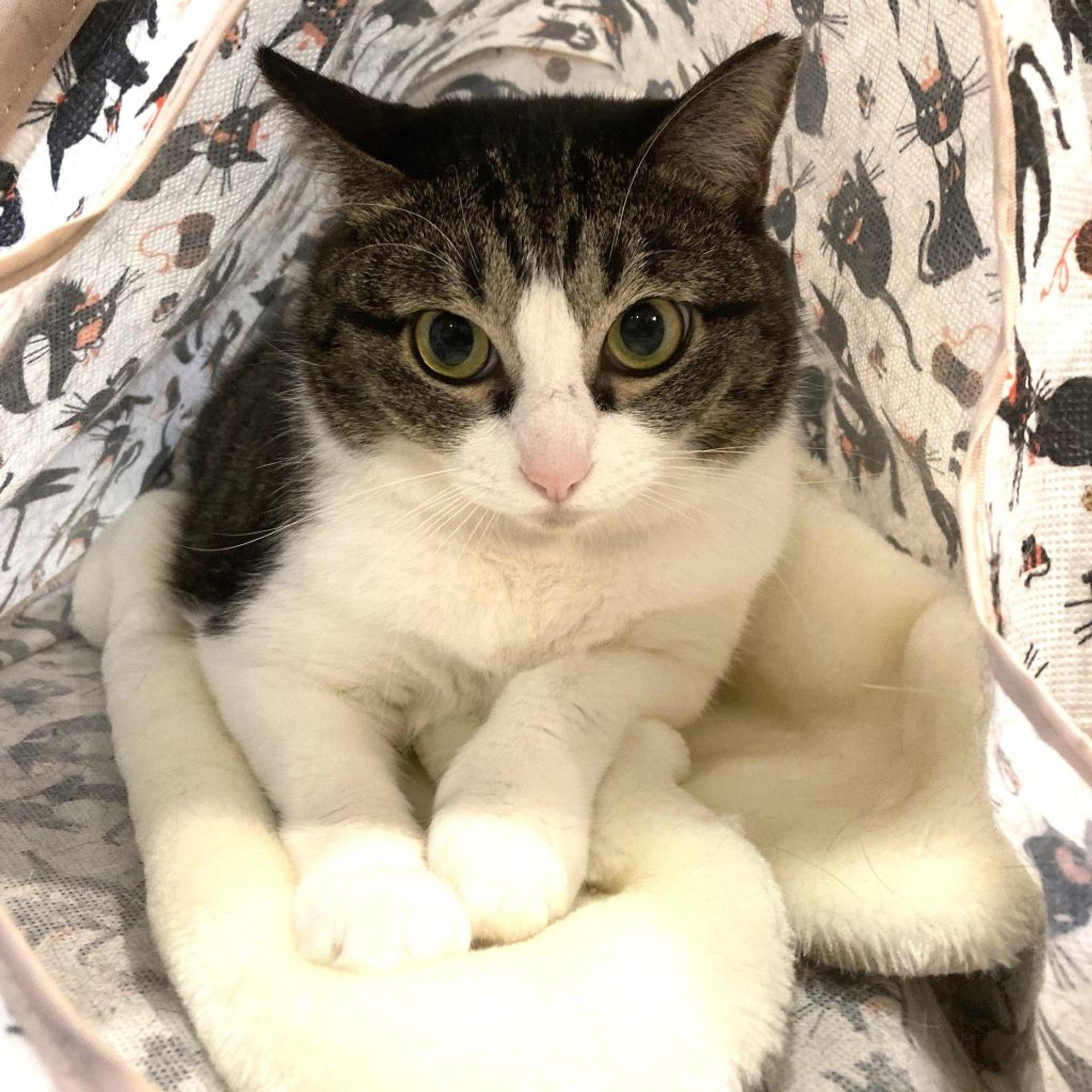 pet-image-4