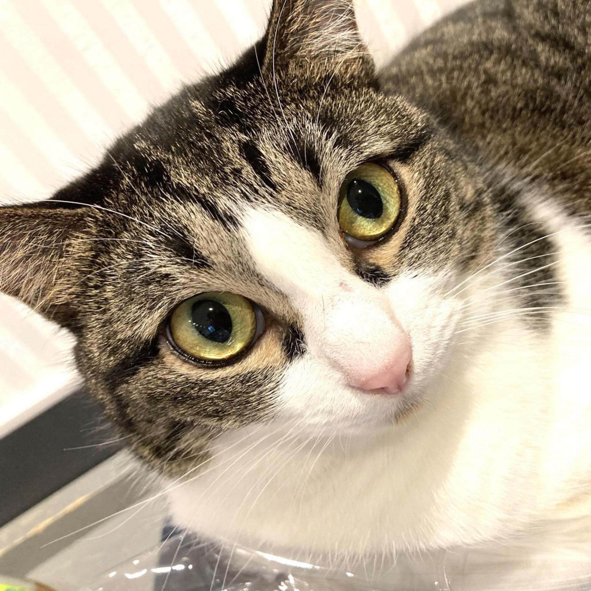 pet-image-2