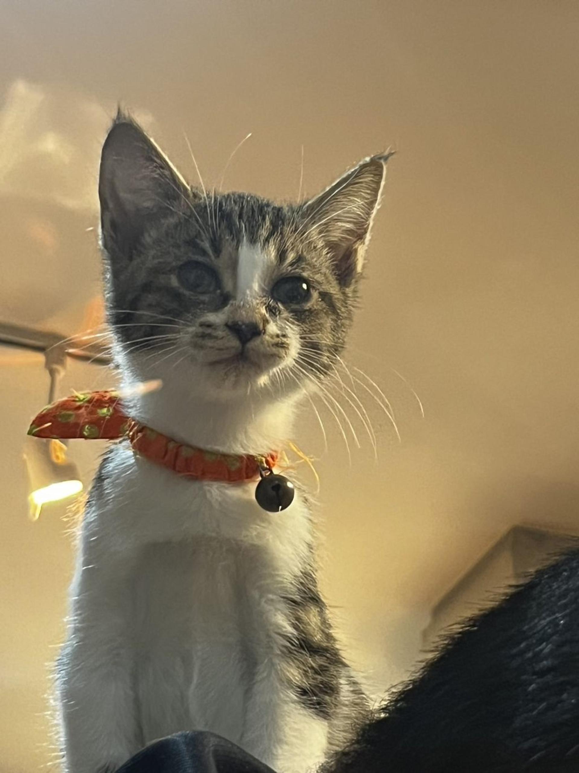 pet-image-4