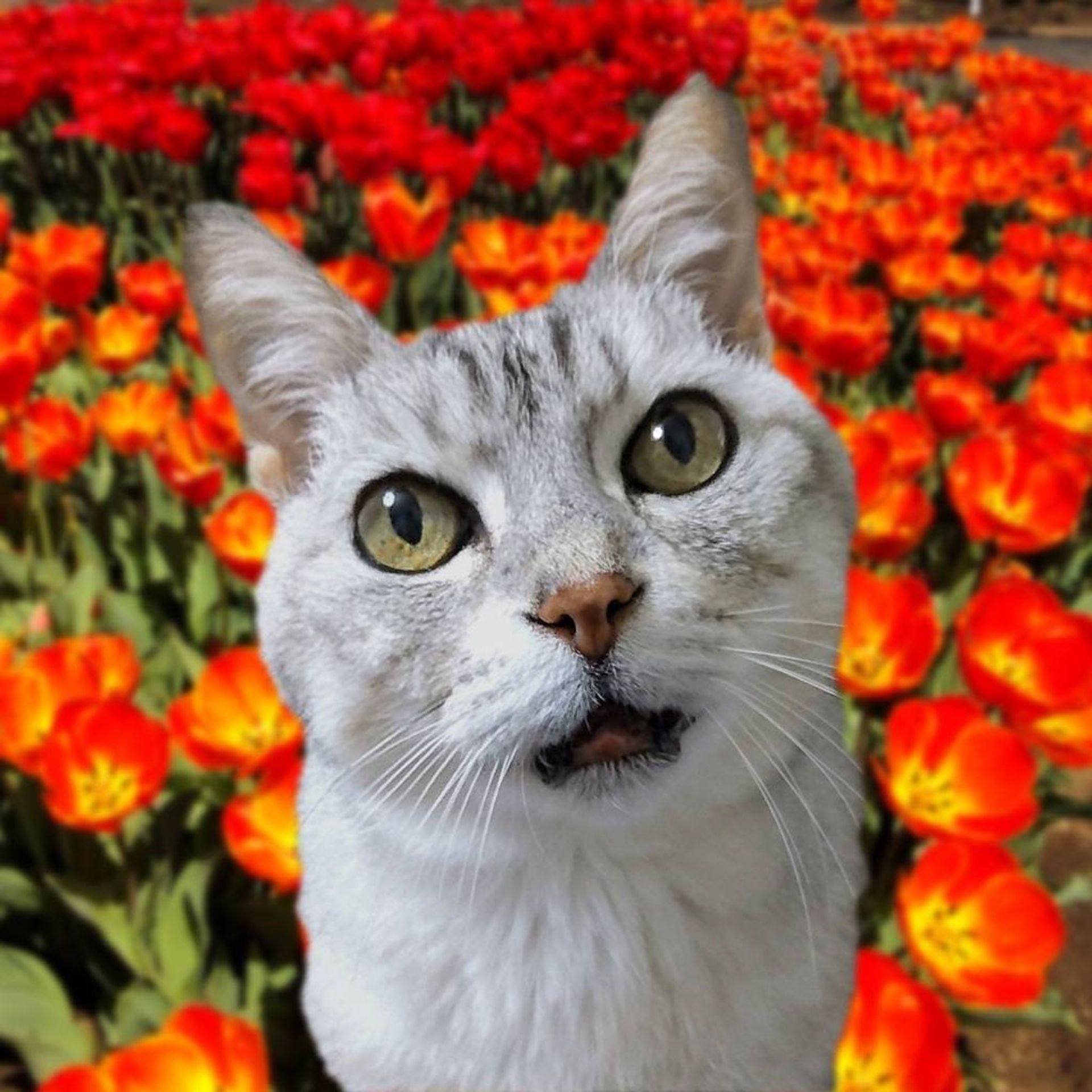 雑種（ミックス猫）・メスの里親募集の写真