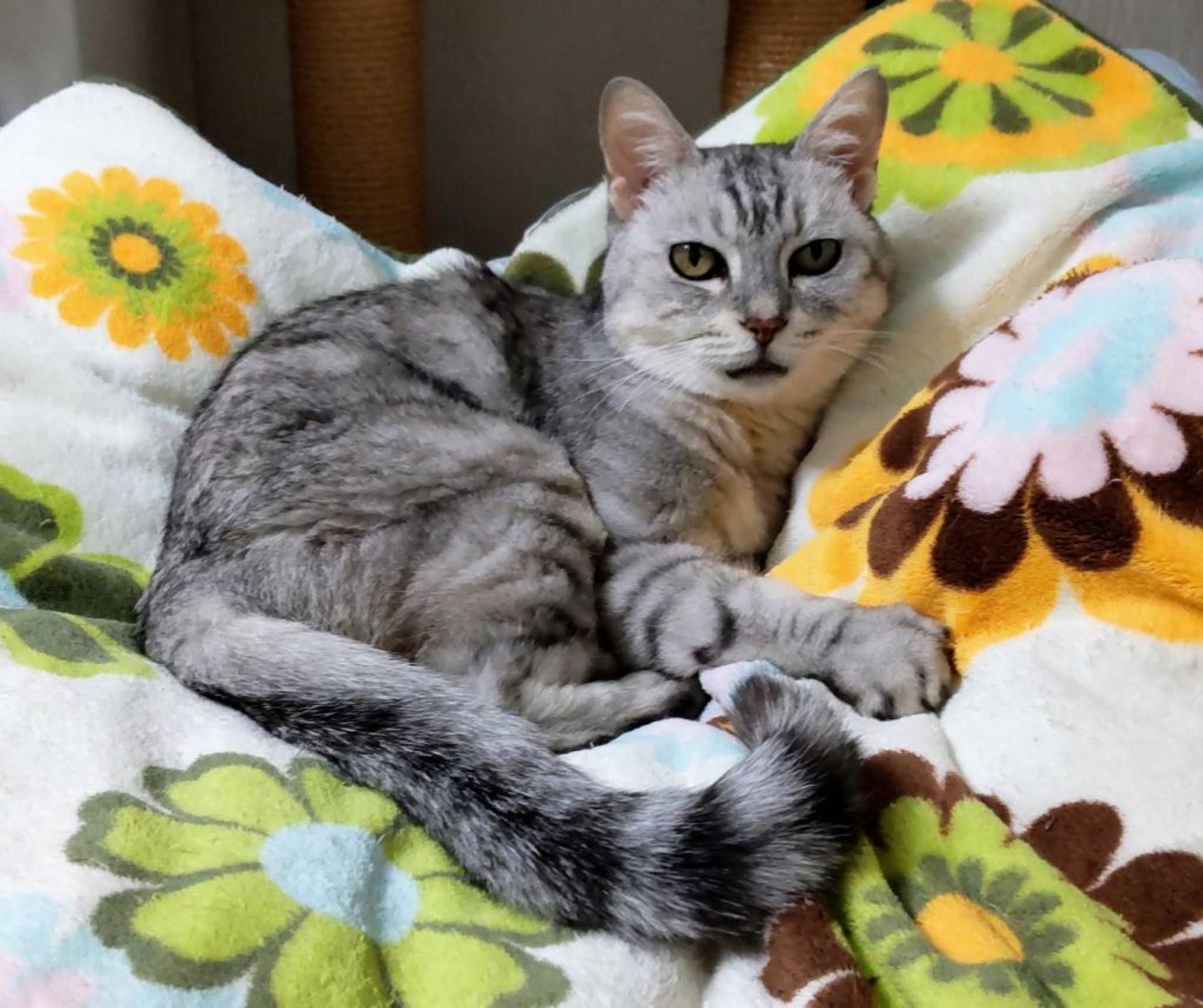 pet-image-2