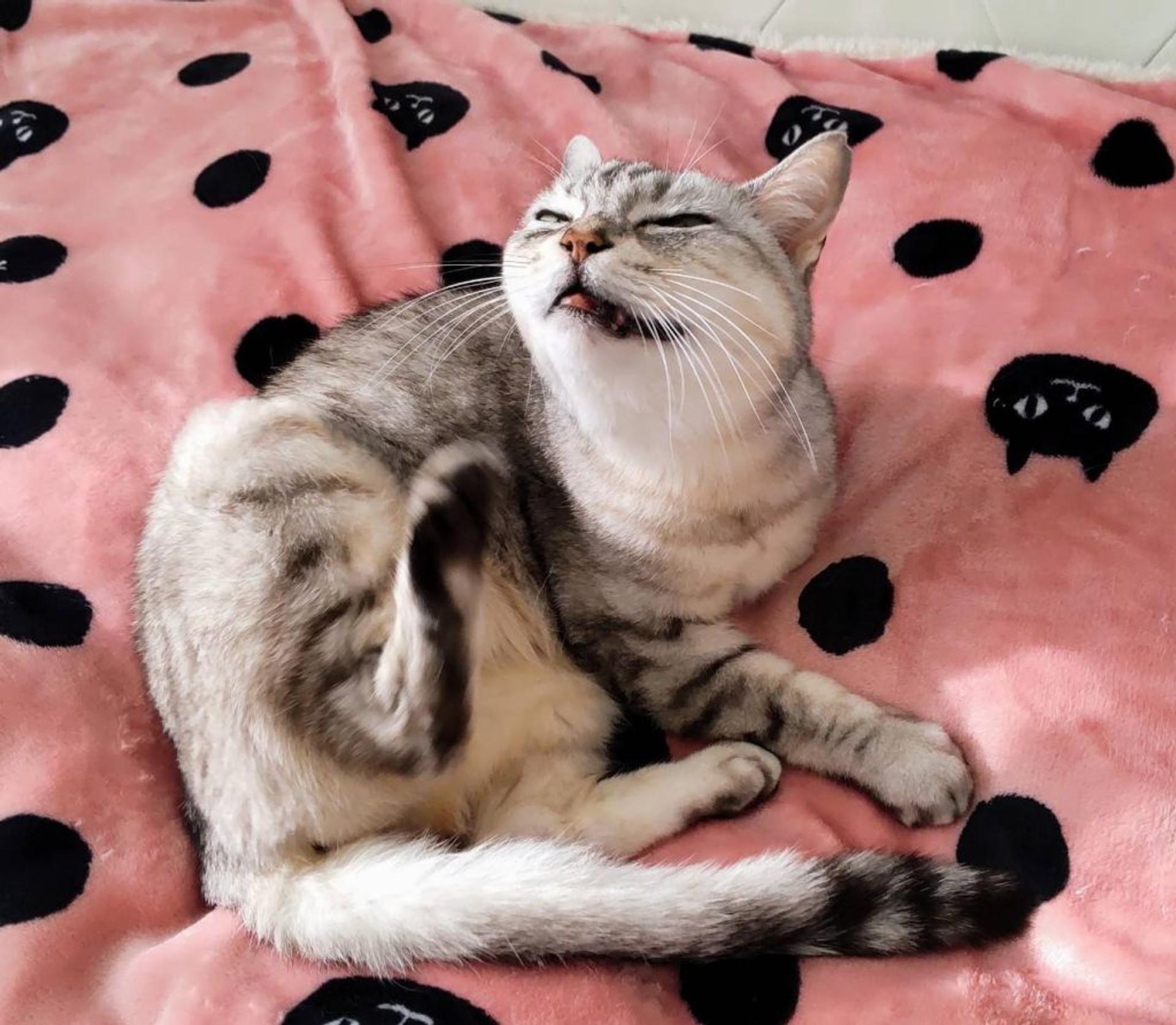 pet-image-3