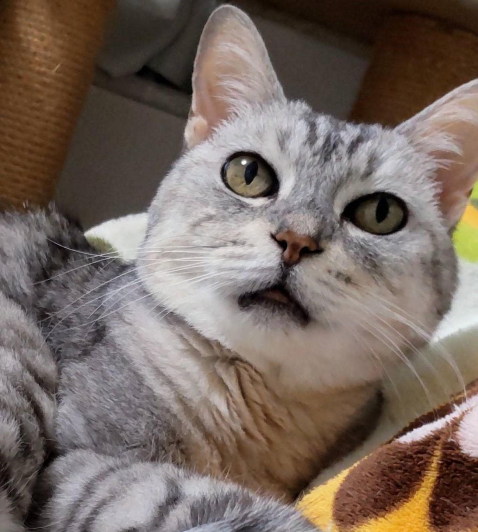 pet-image-4