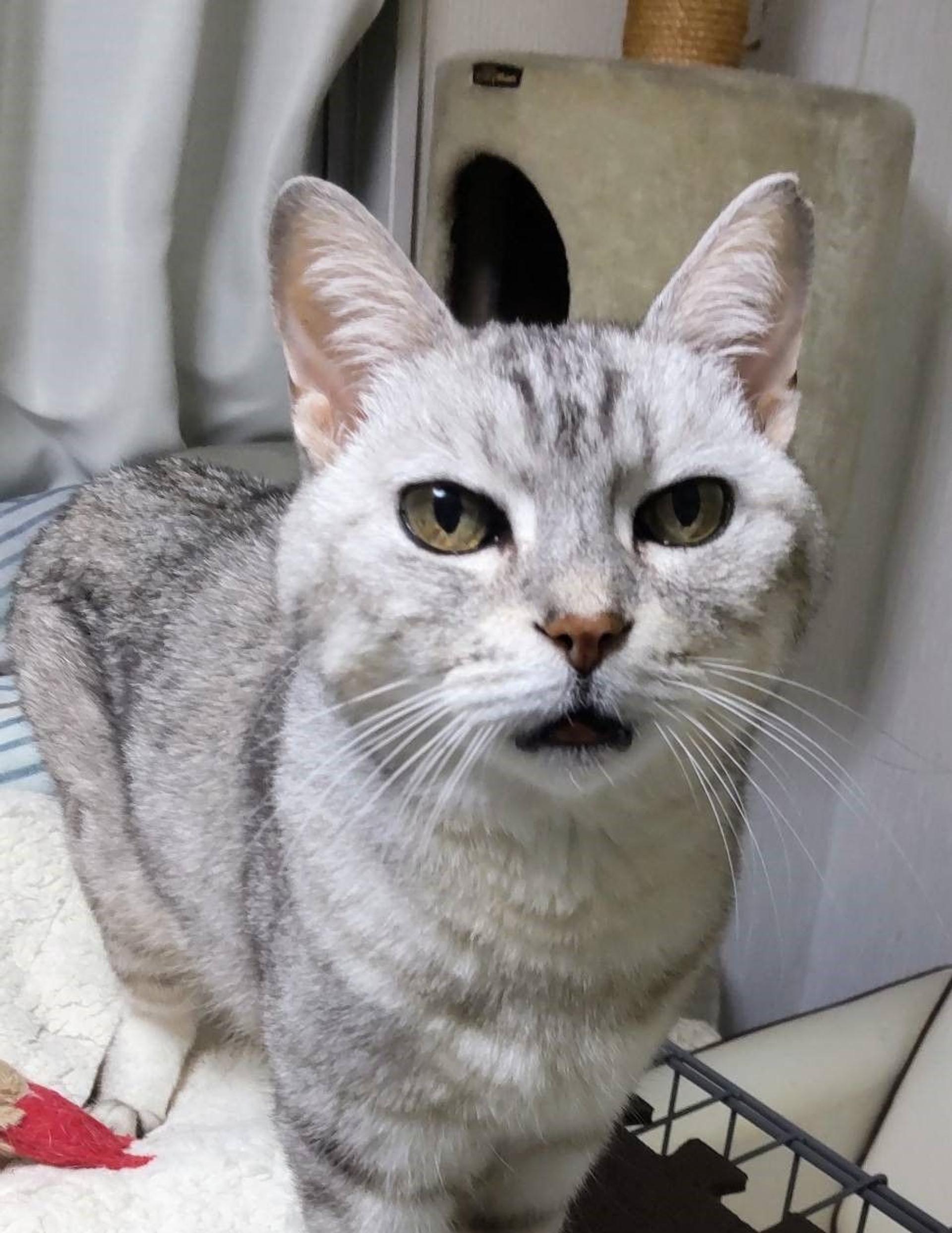 pet-image-5