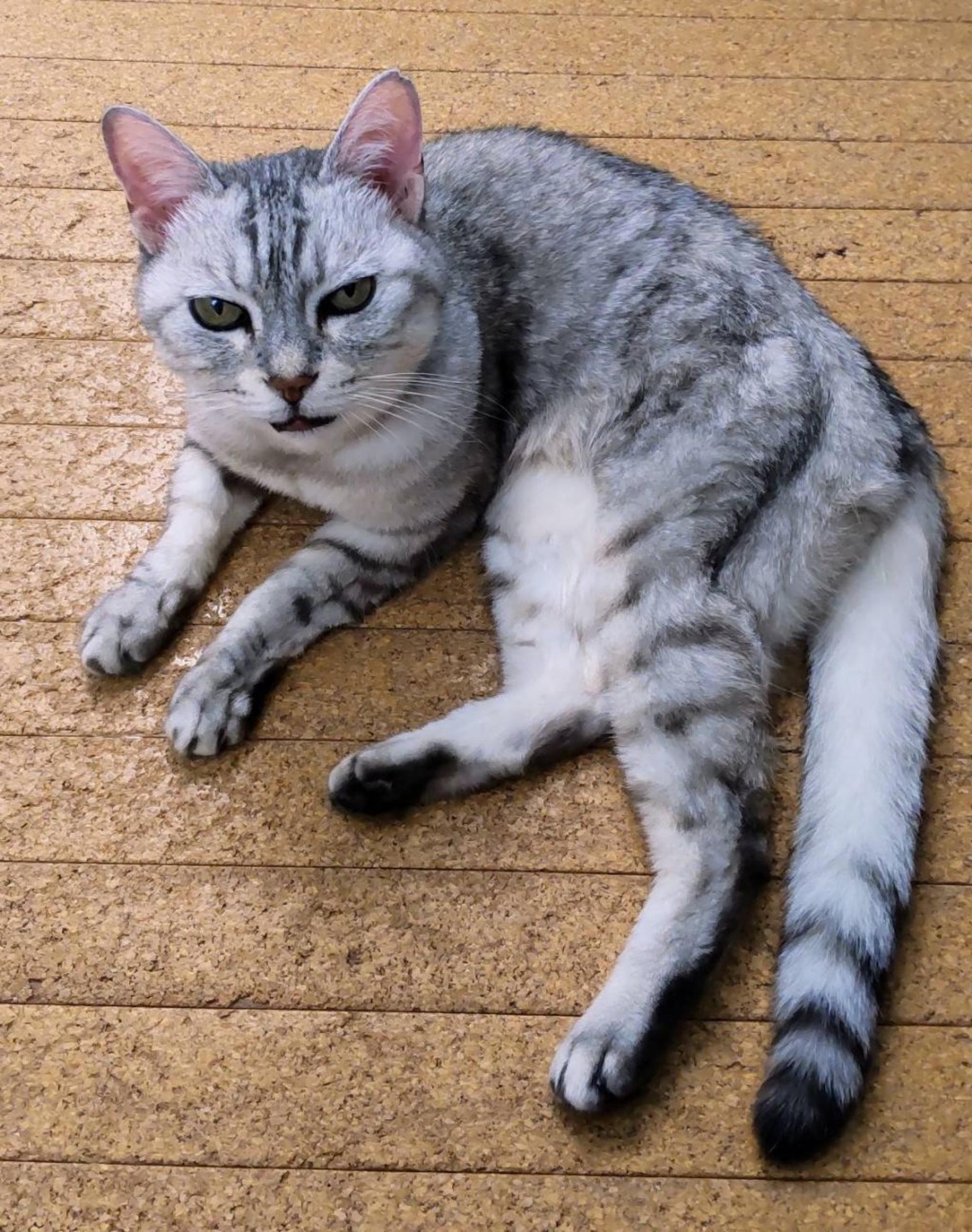 pet-image-6