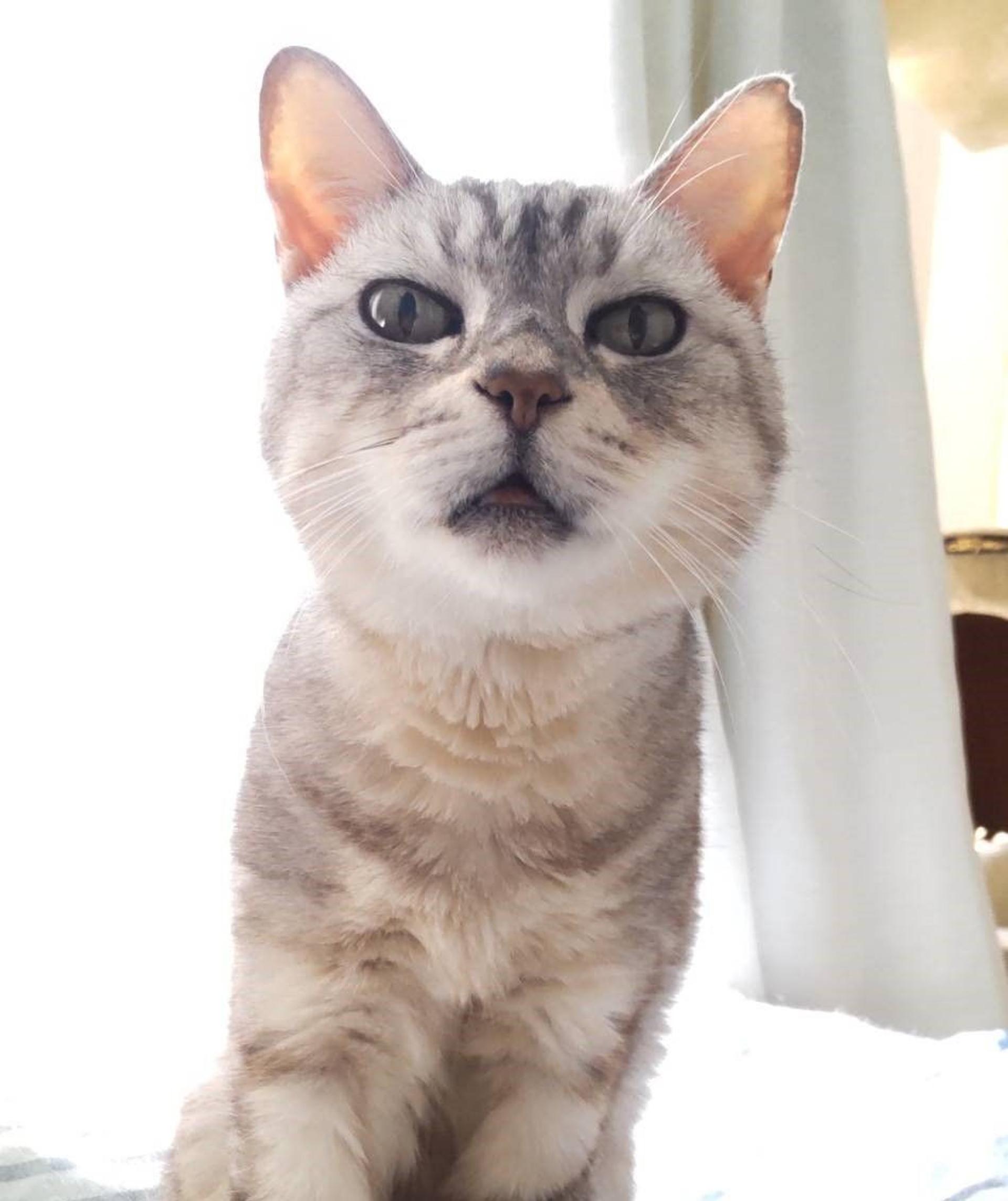 pet-image-10
