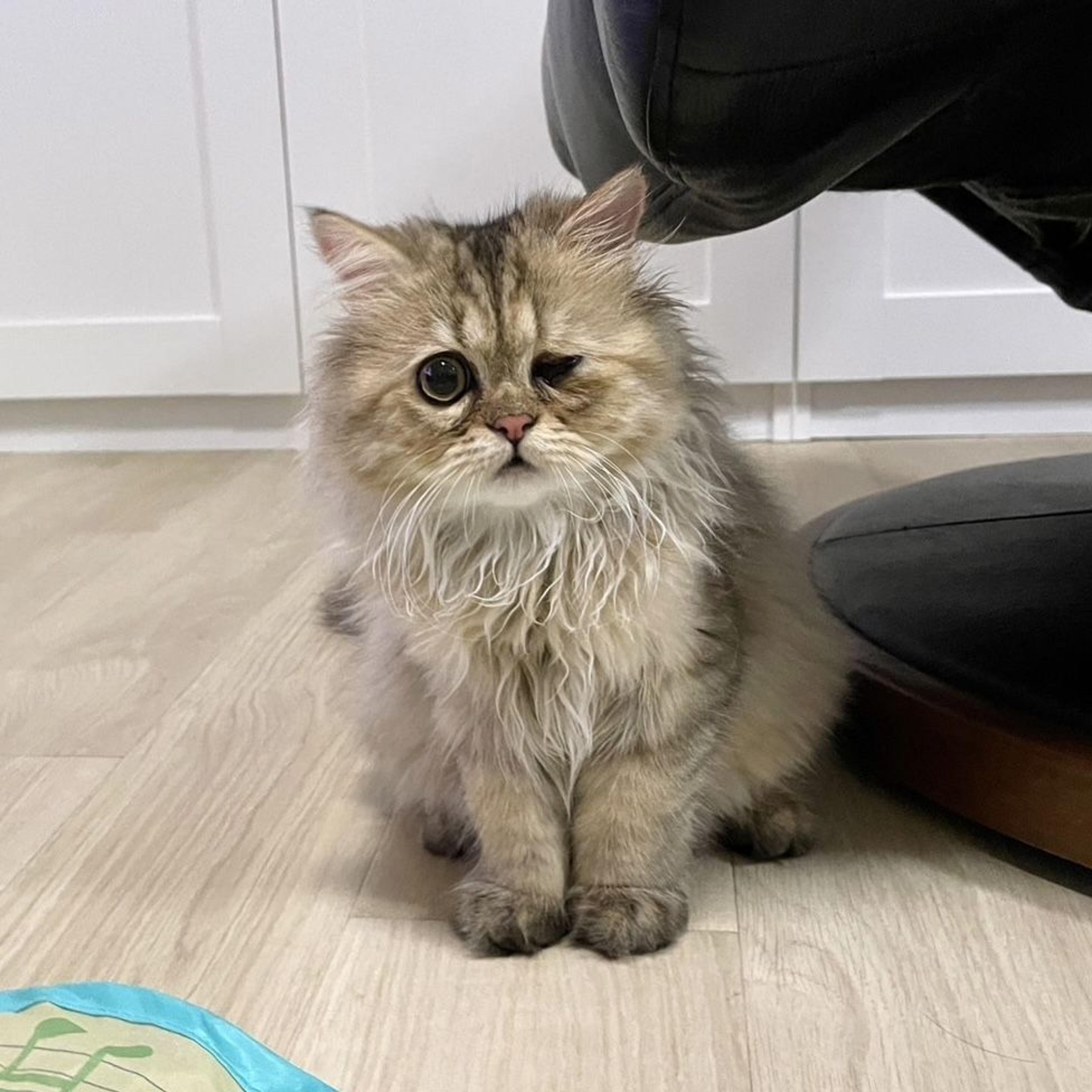 pet-image-2