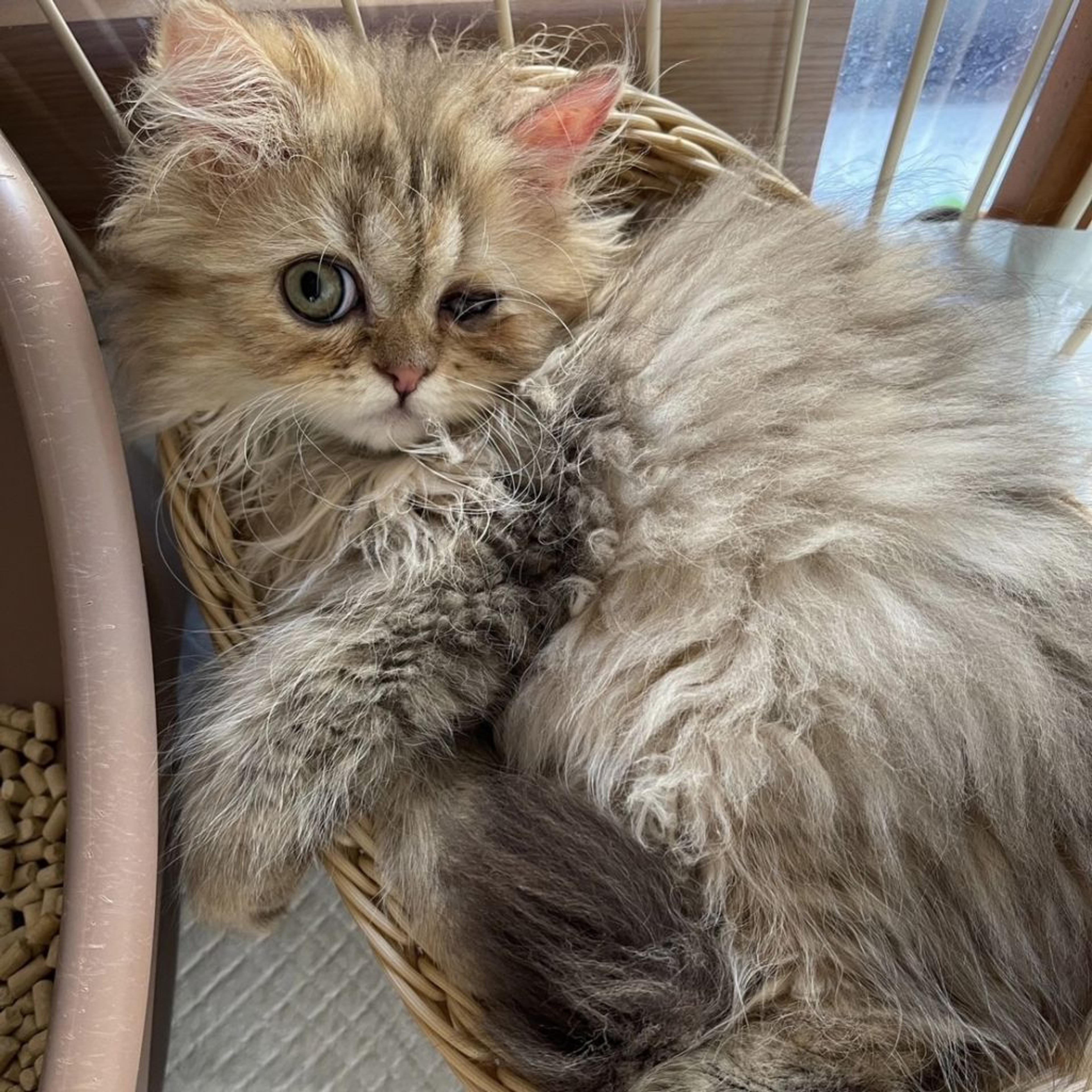 pet-image-3
