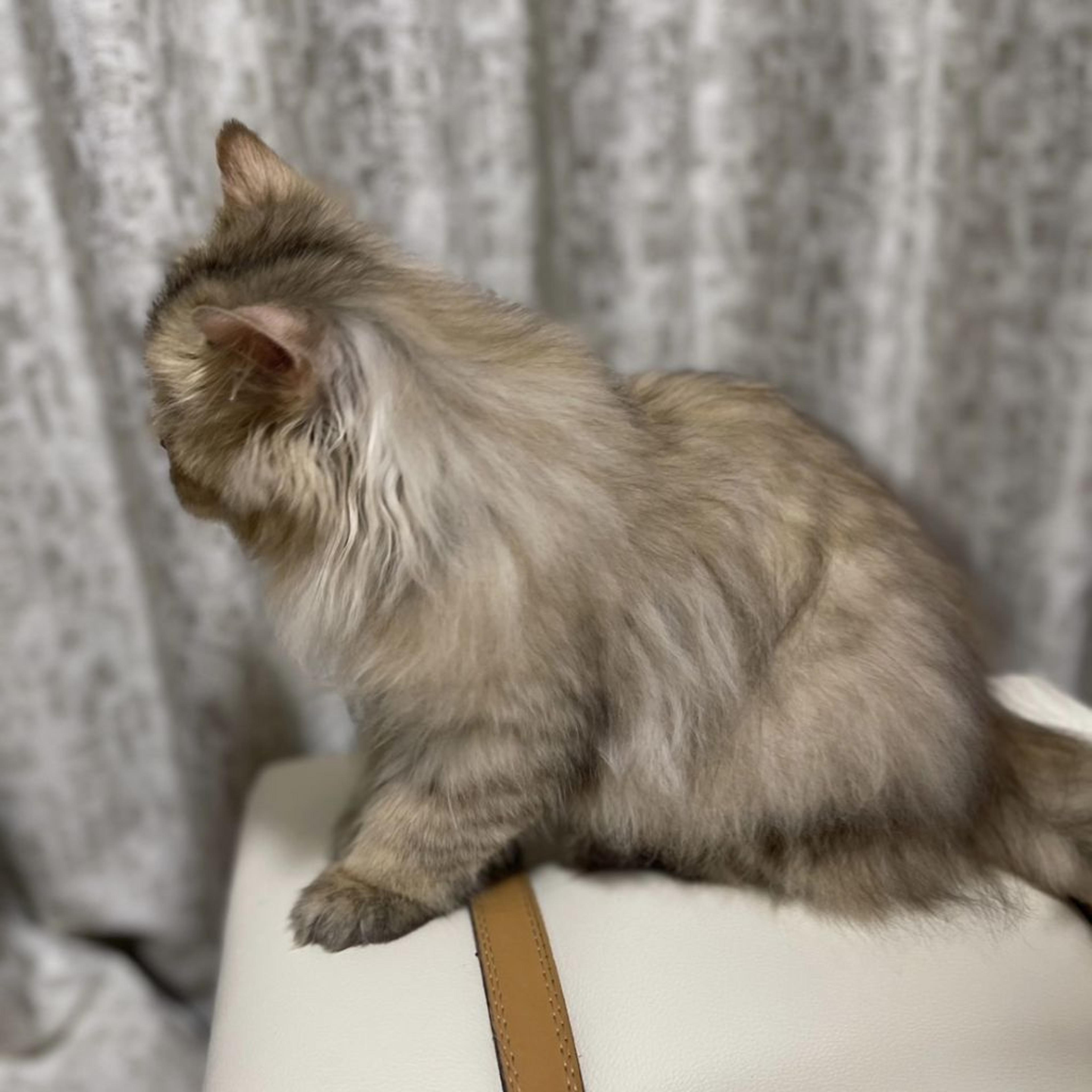 pet-image-4