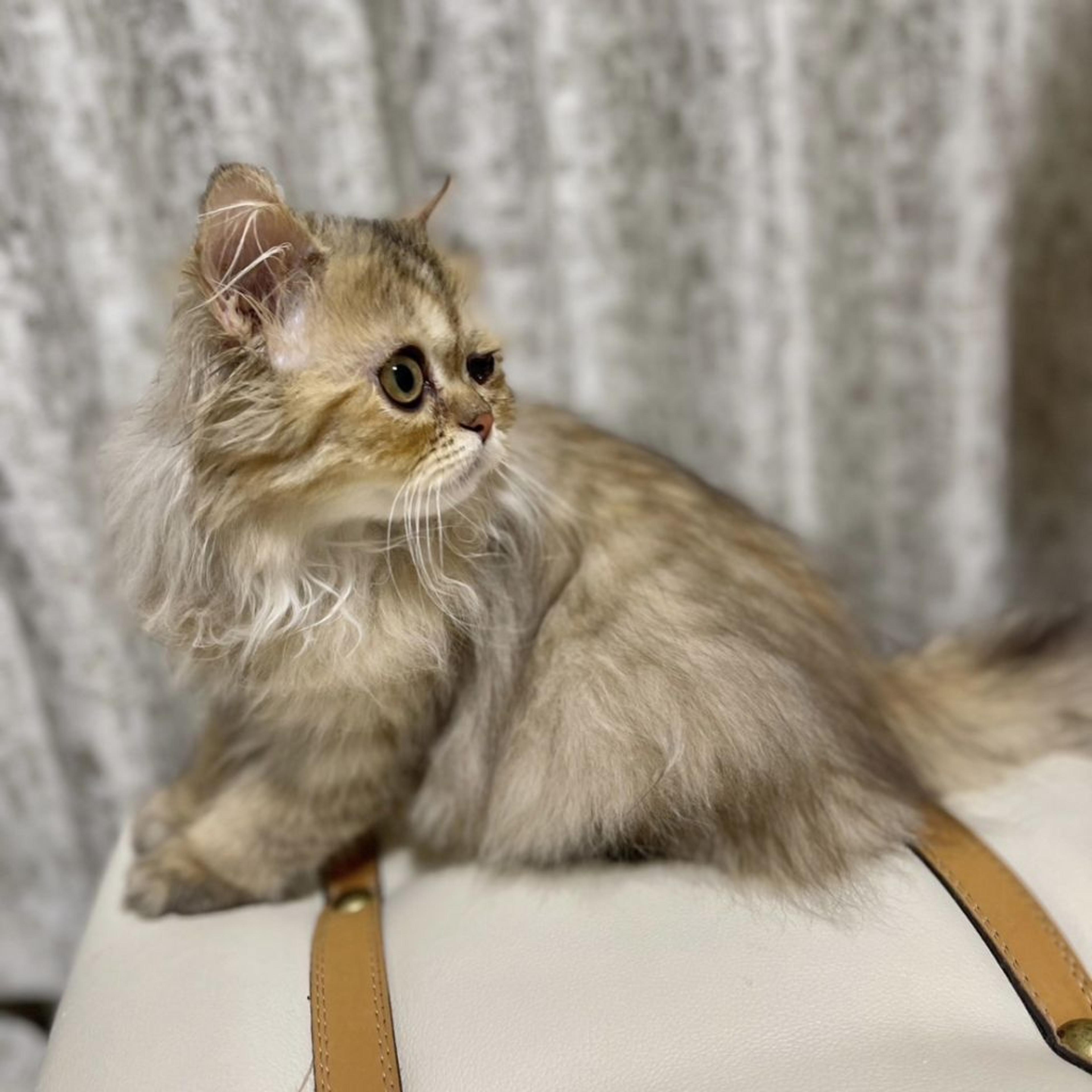 pet-image-5