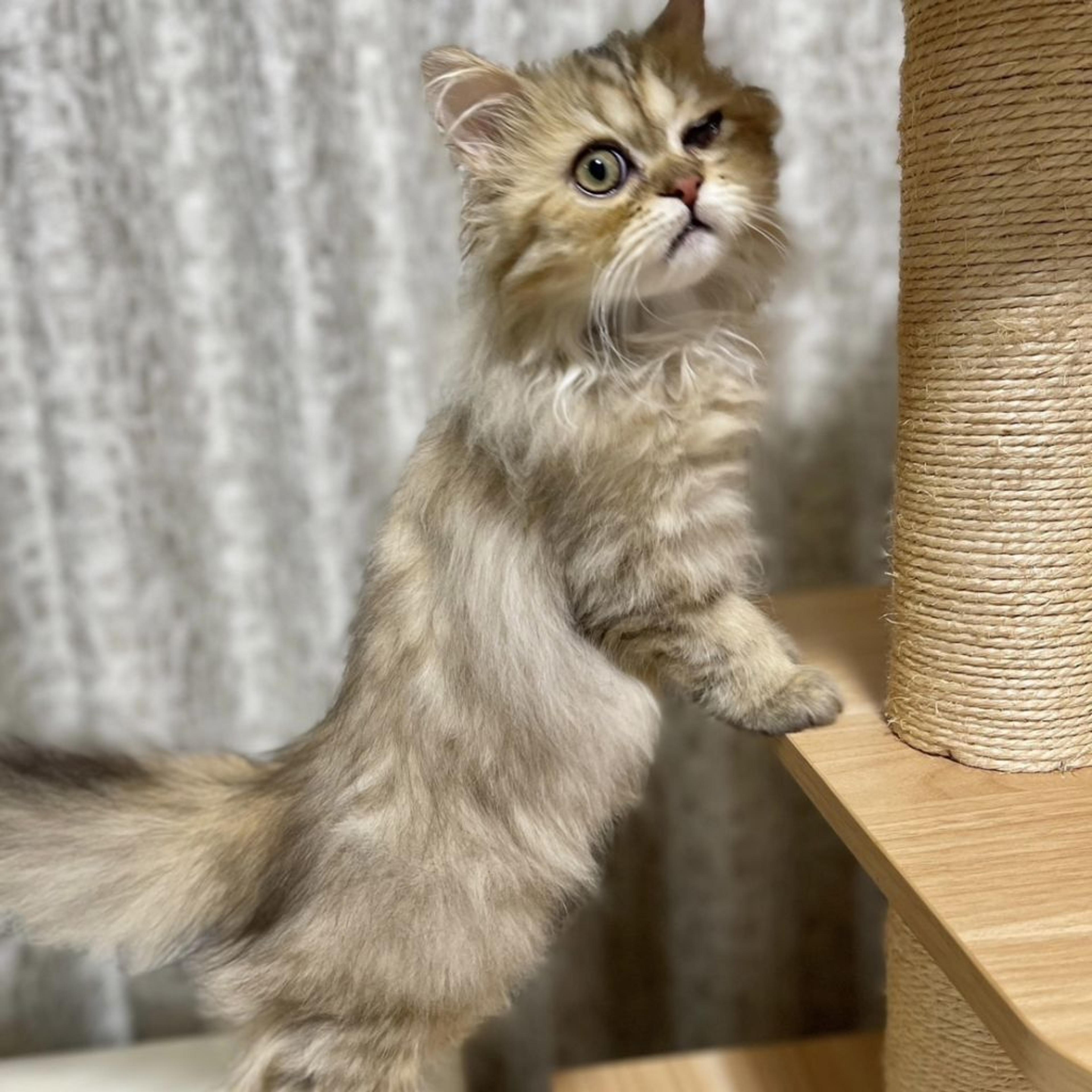 pet-image-6
