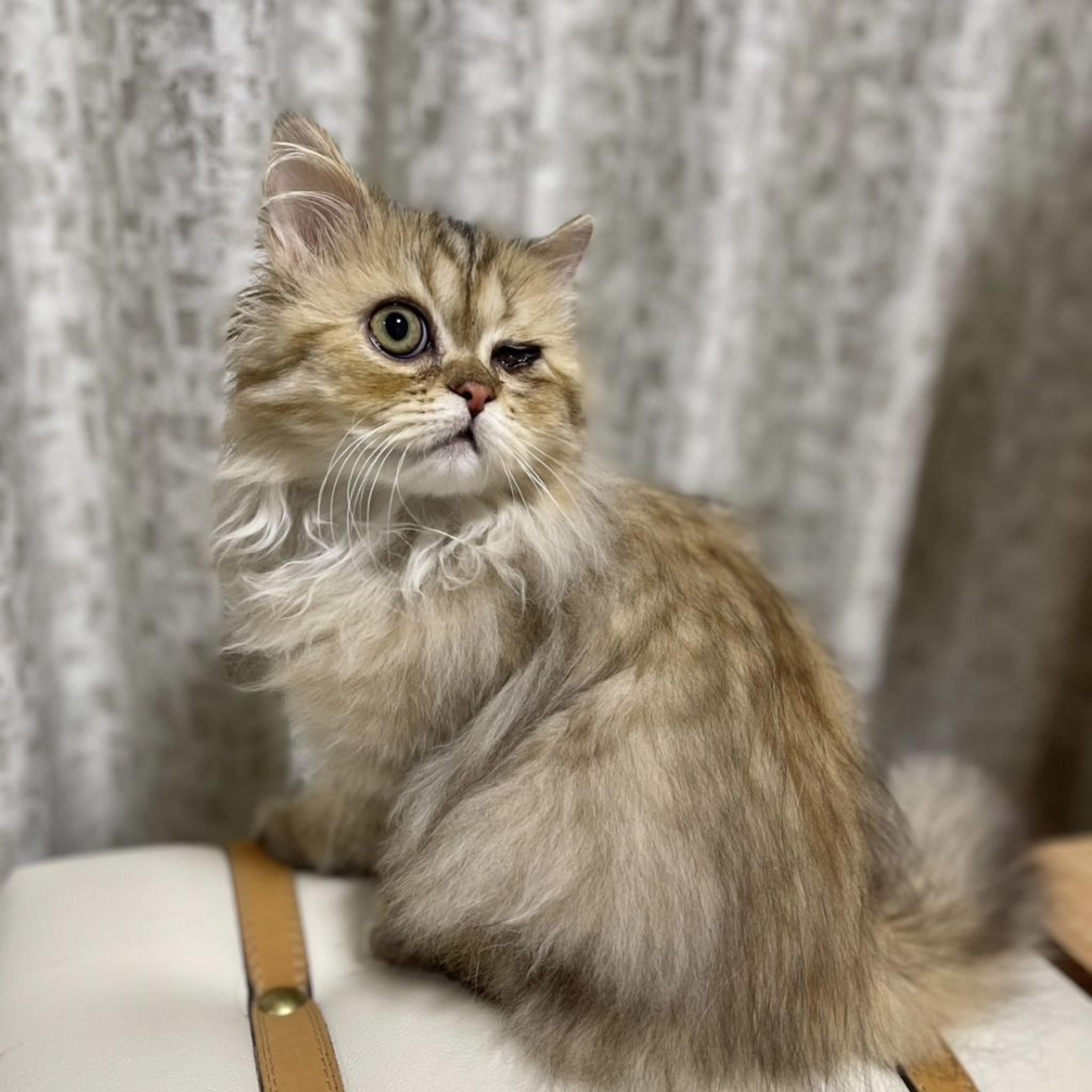 pet-image-7