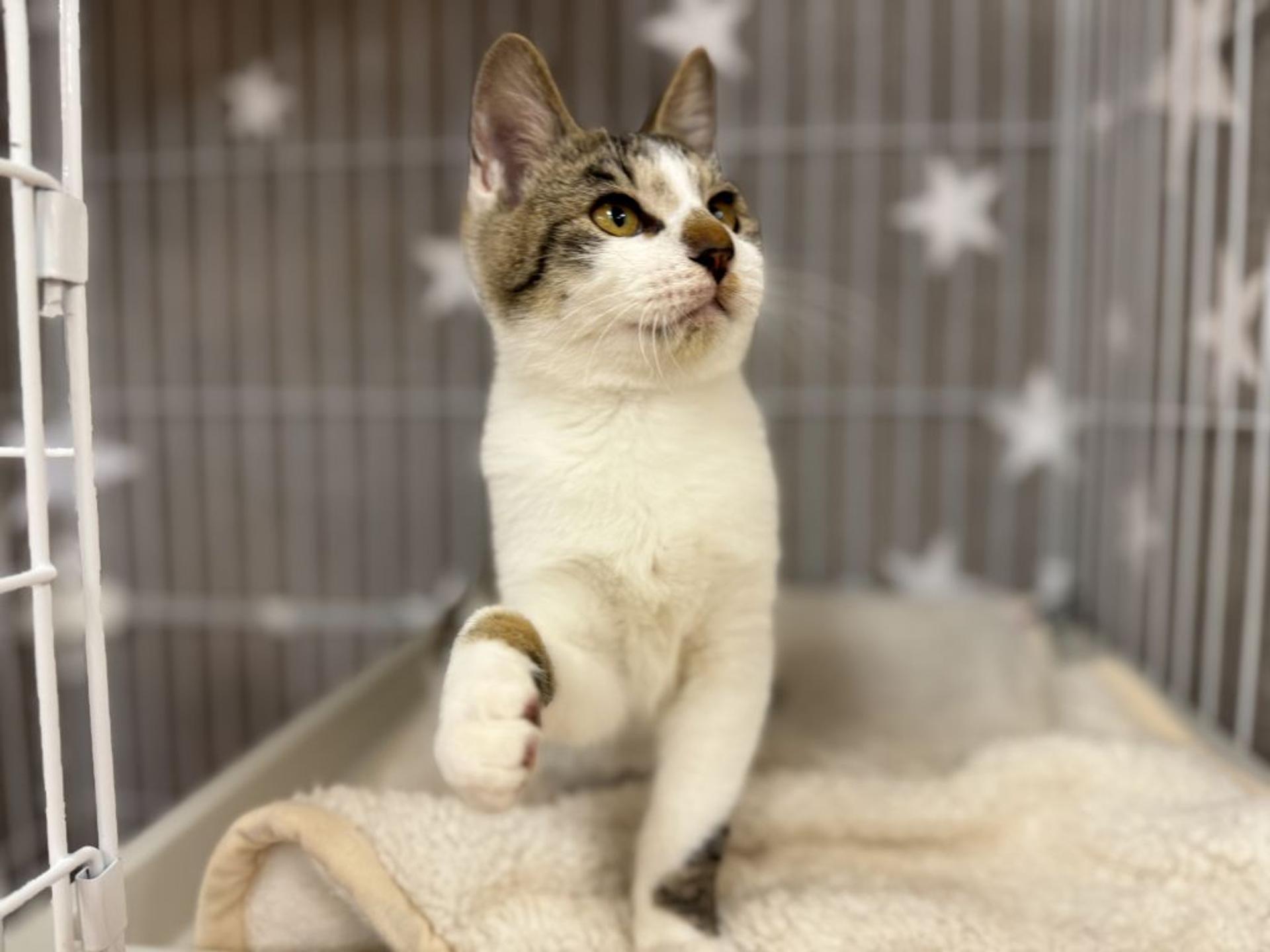 pet-image-6