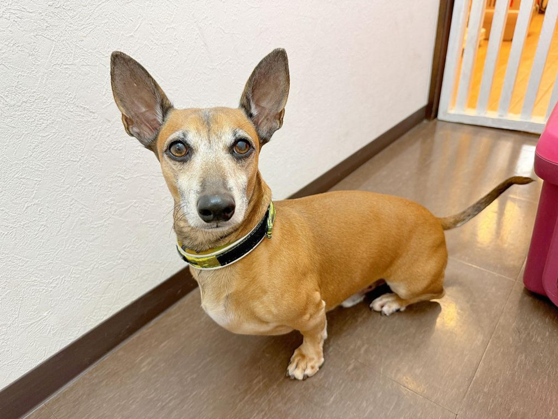pet-image-2