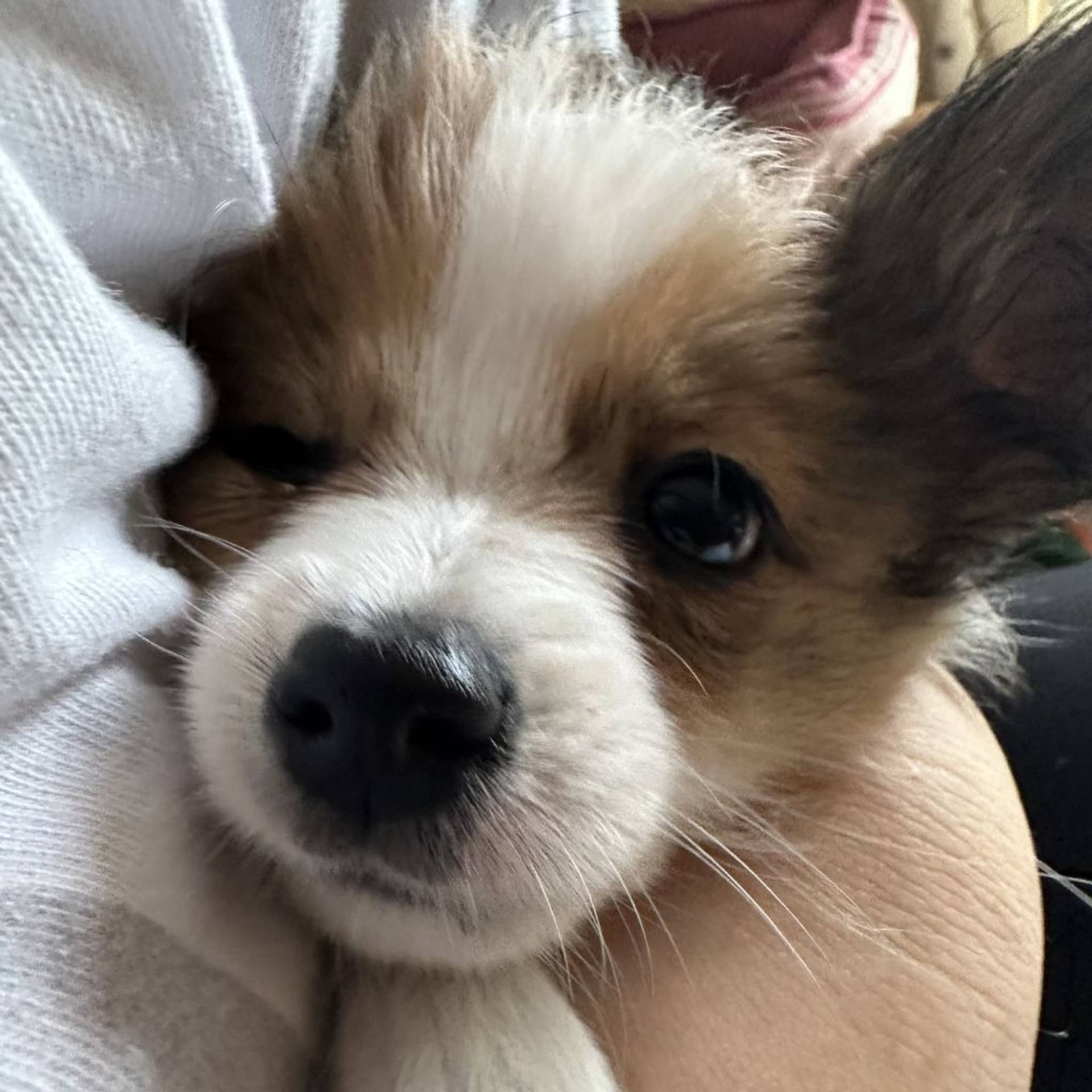 パピヨン・メスの里親募集の写真