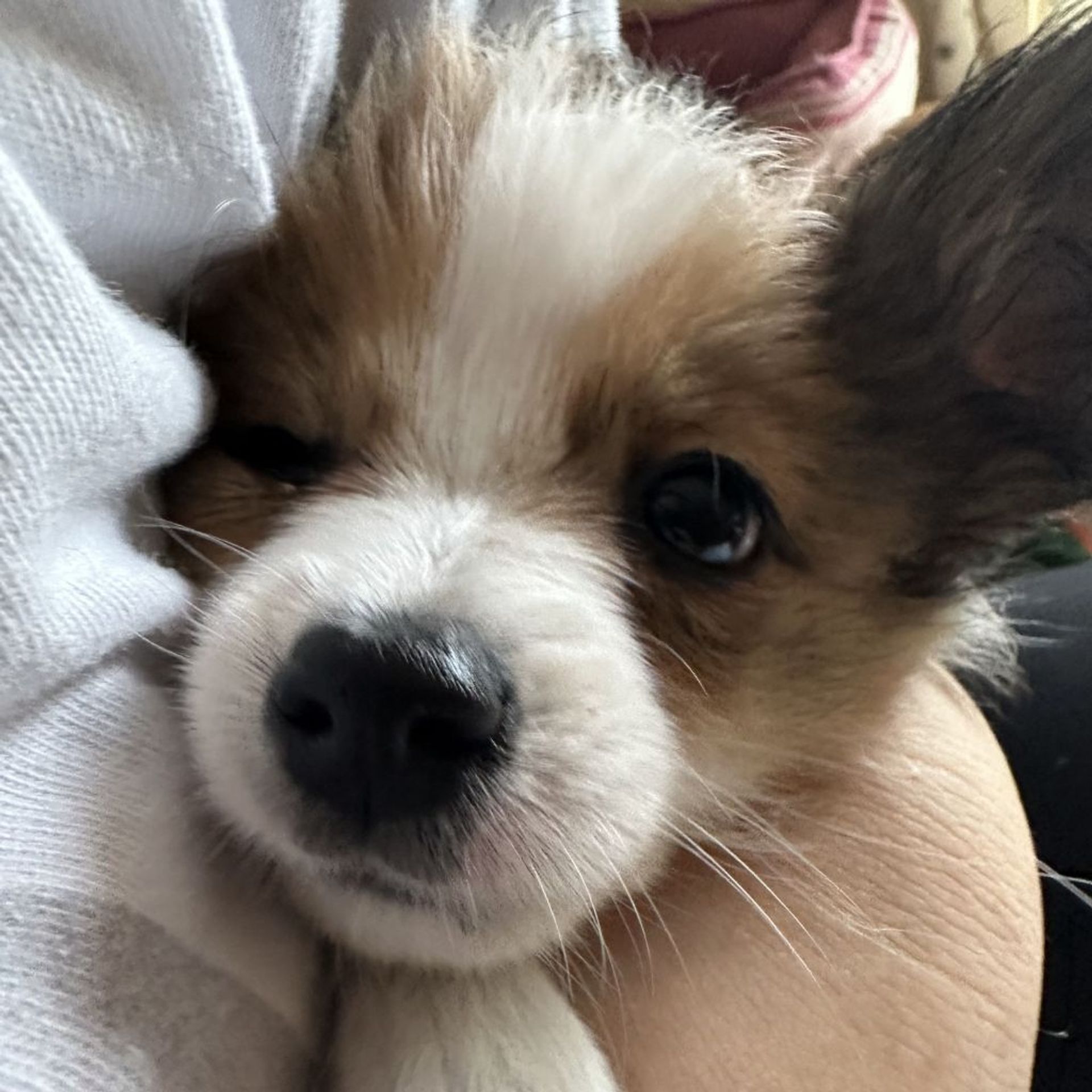 パピヨン・メスの里親募集の写真