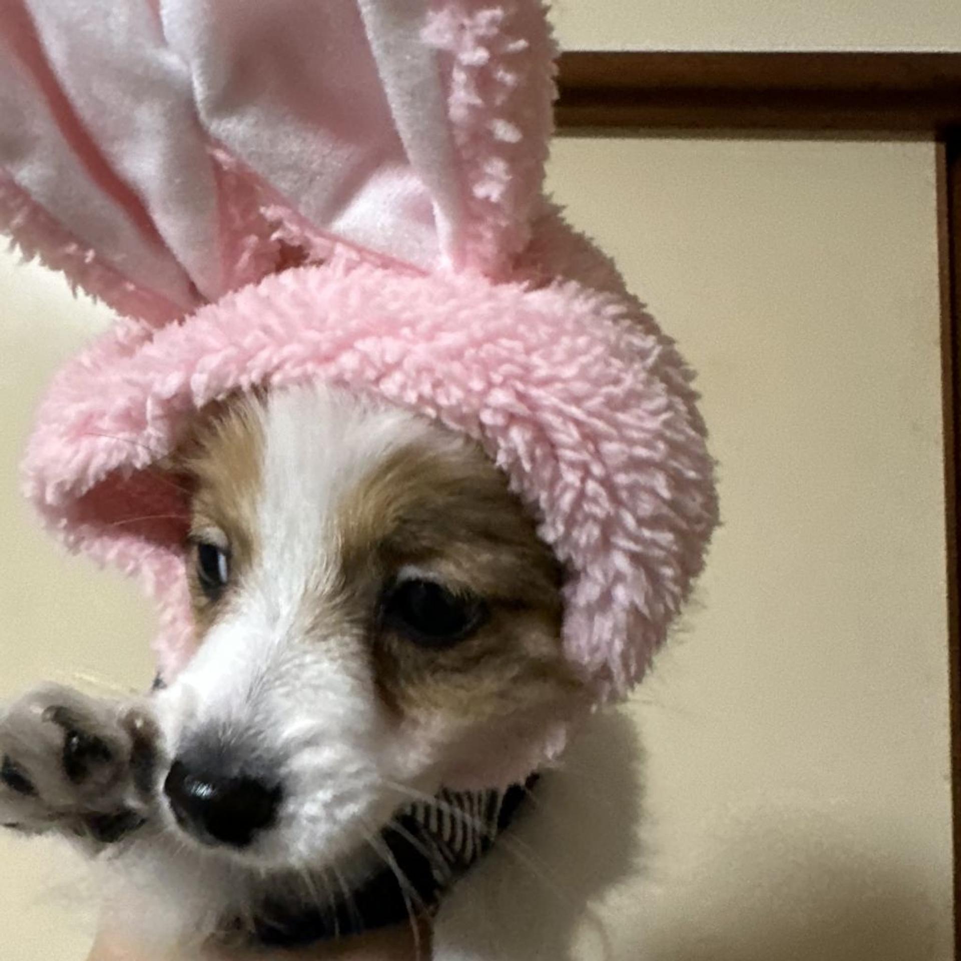 pet-image-3