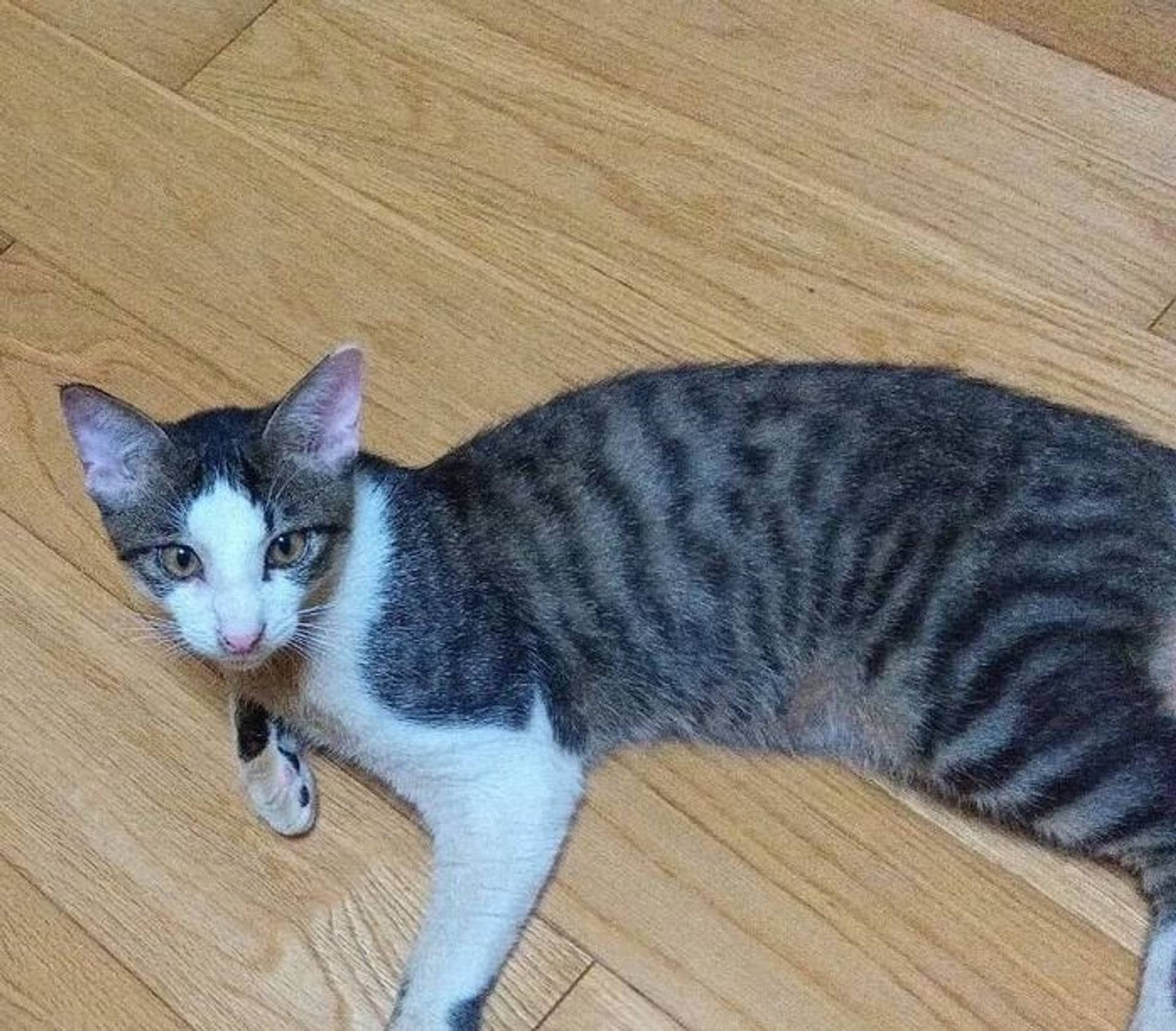 雑種（ミックス猫）・オスの里親募集の写真