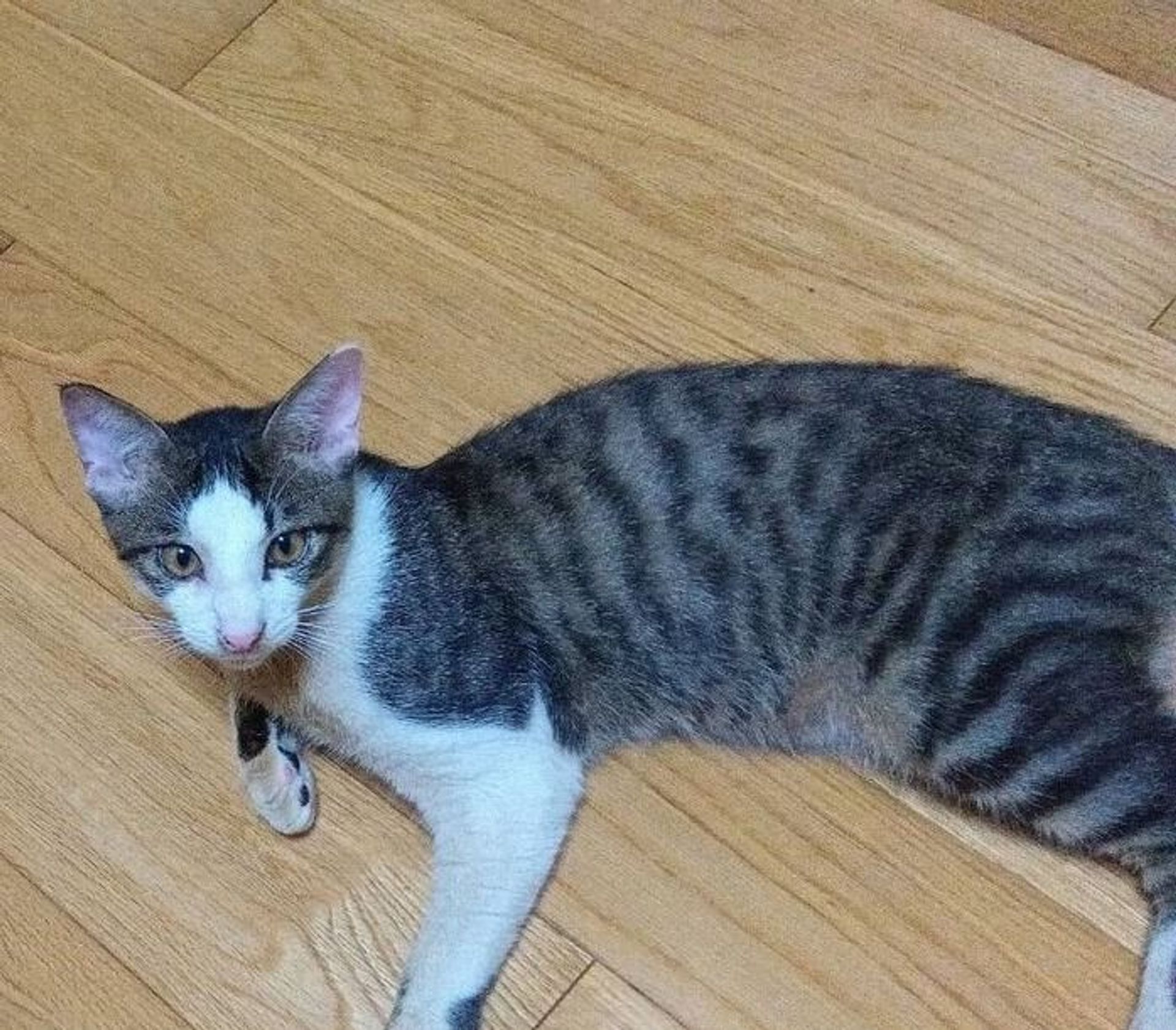 雑種（ミックス猫）・オスの里親募集の写真