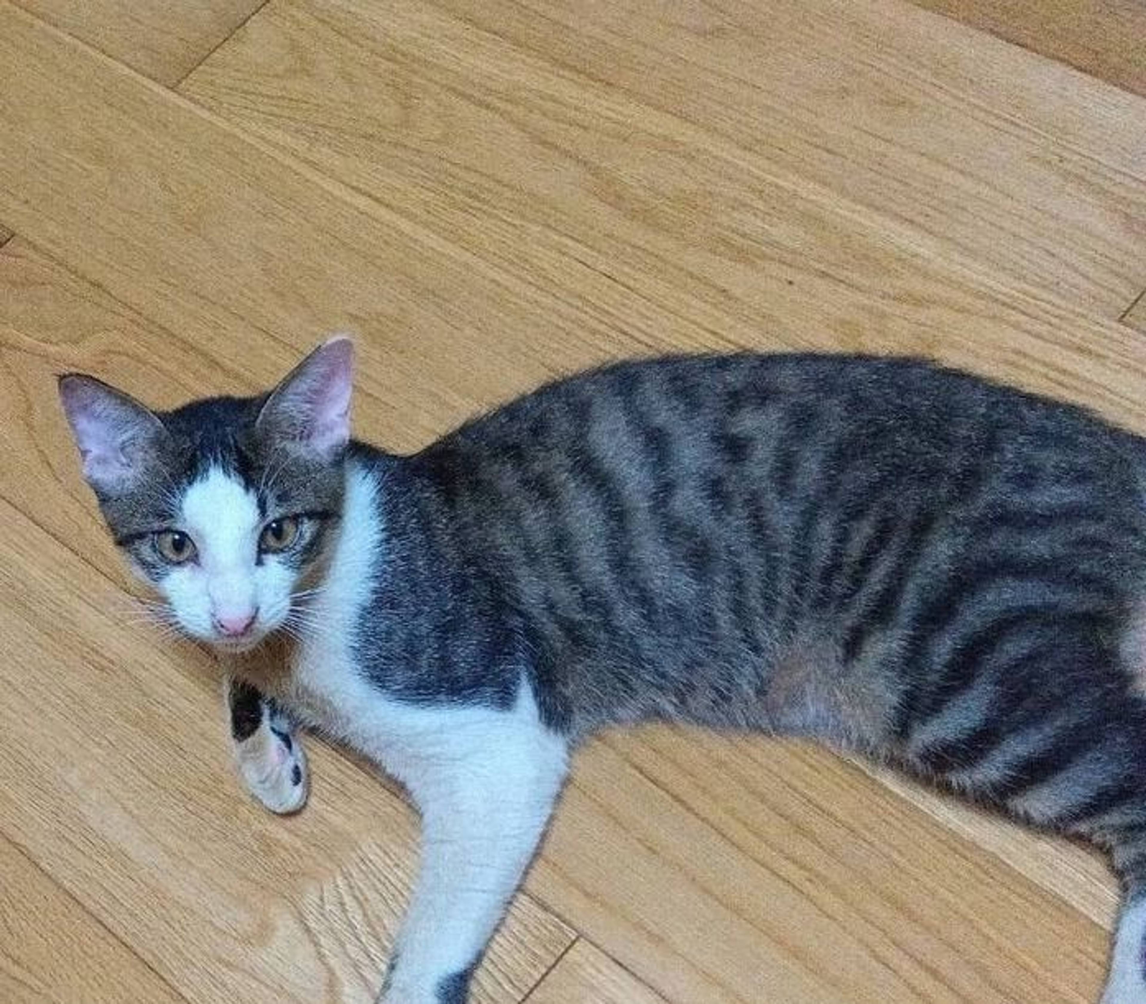 雑種（ミックス猫）・オスの里親募集の写真