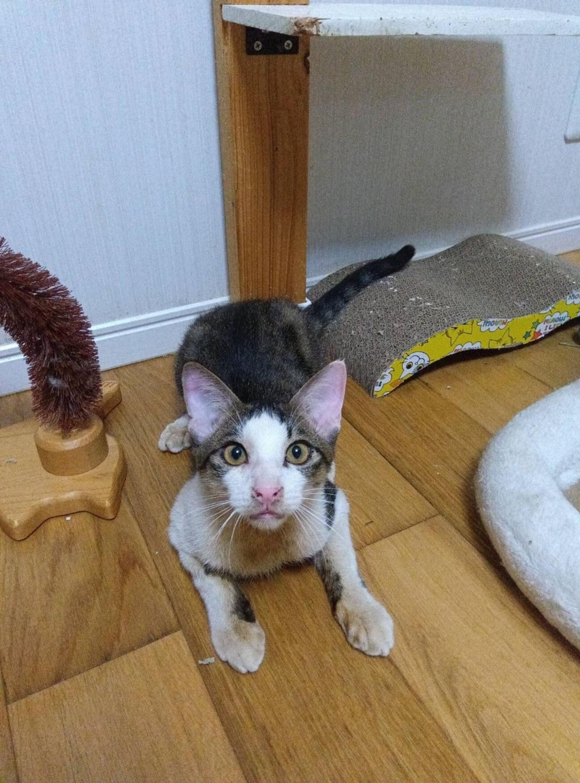 pet-image-3
