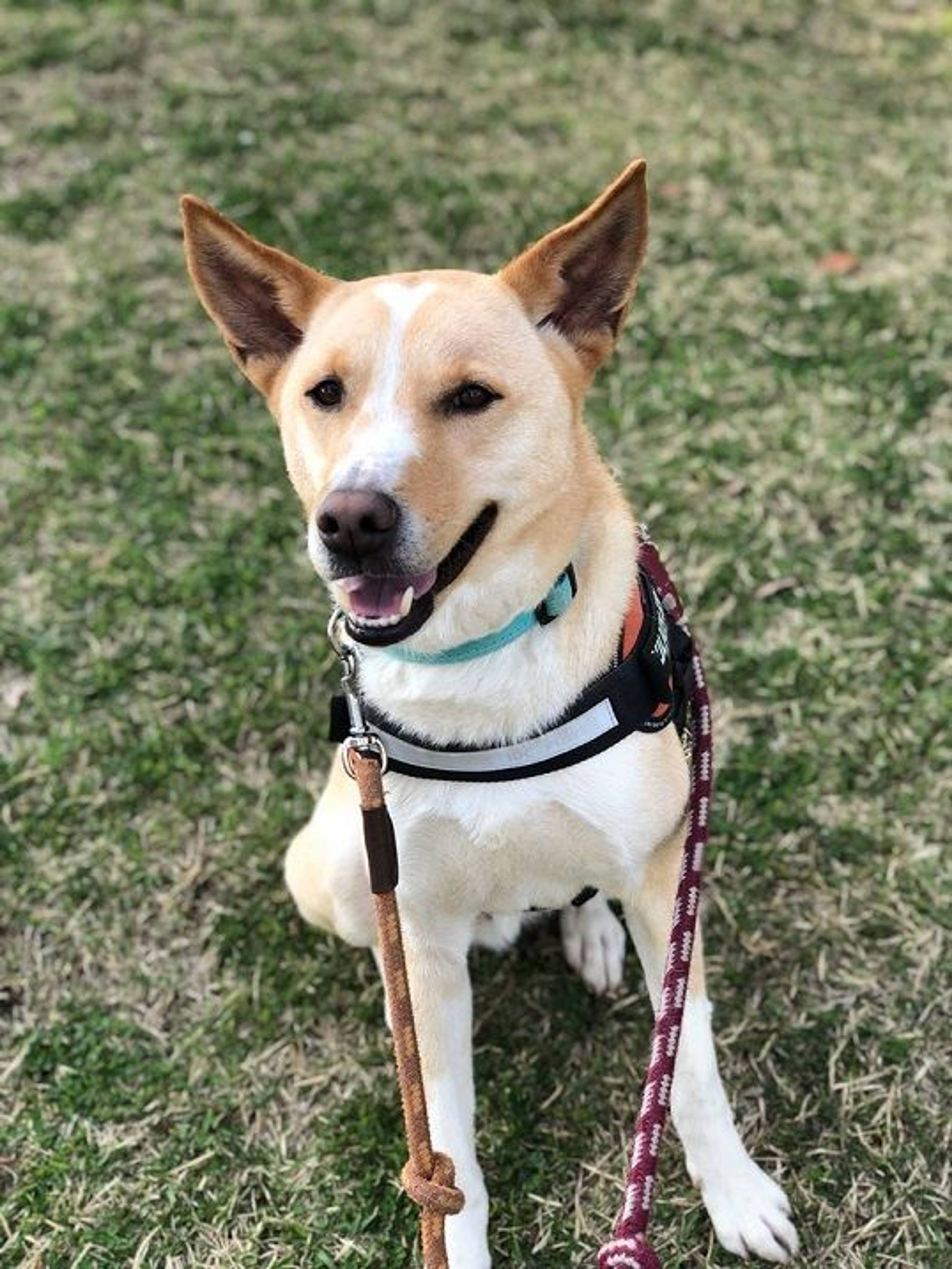 雑種（ミックス犬）・オスの里親募集の写真