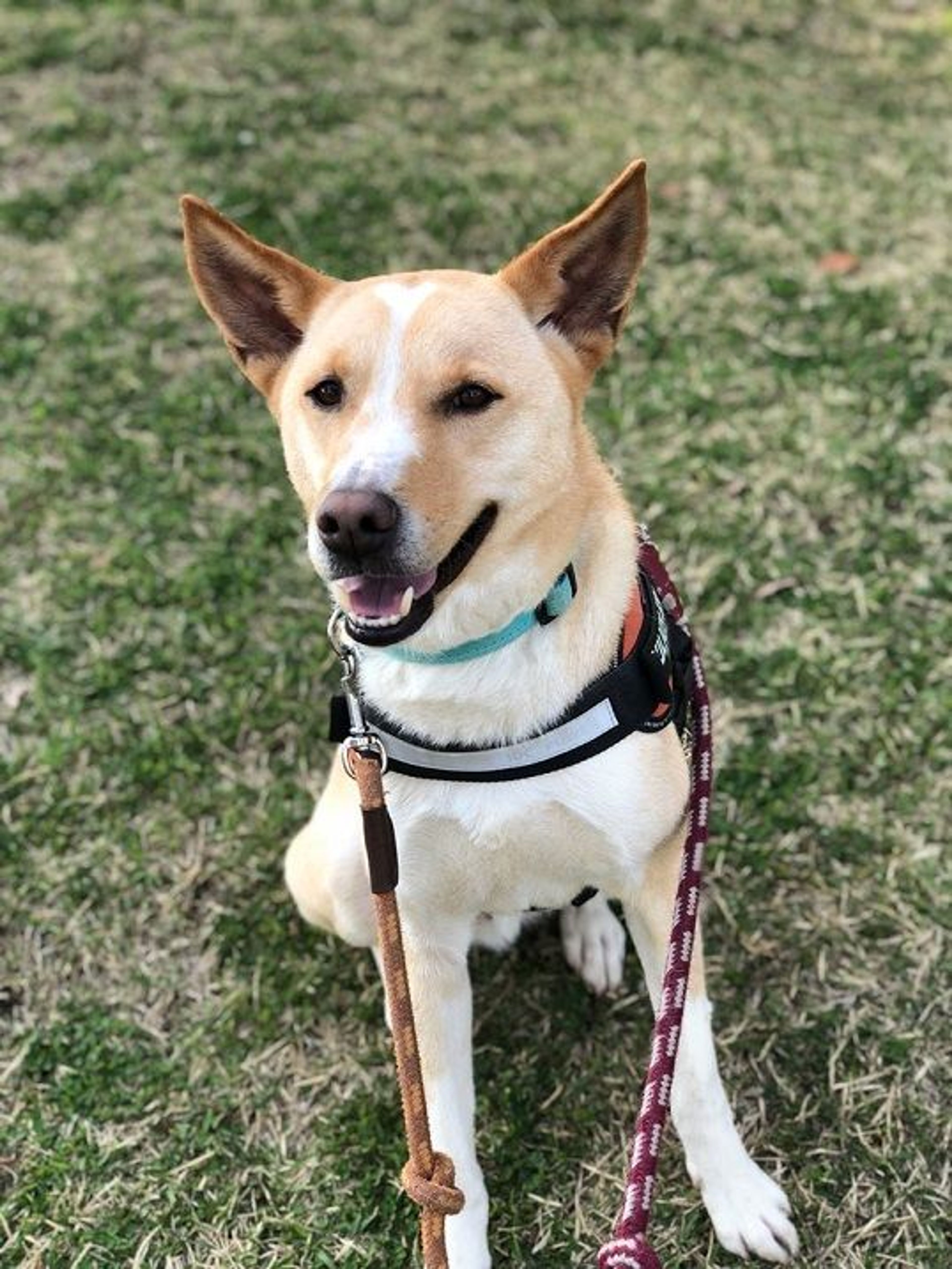 雑種（ミックス犬）・オスの里親募集の写真